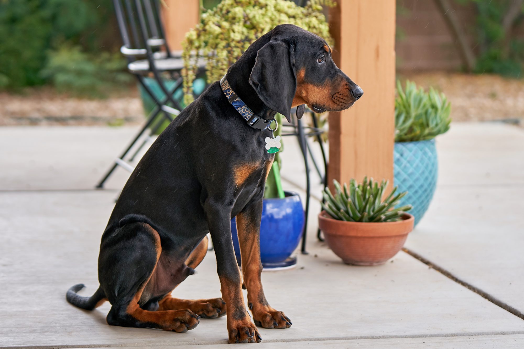 ブラック・アンド・タン・クーンハウンド - Black-And-Tan-Coonhound