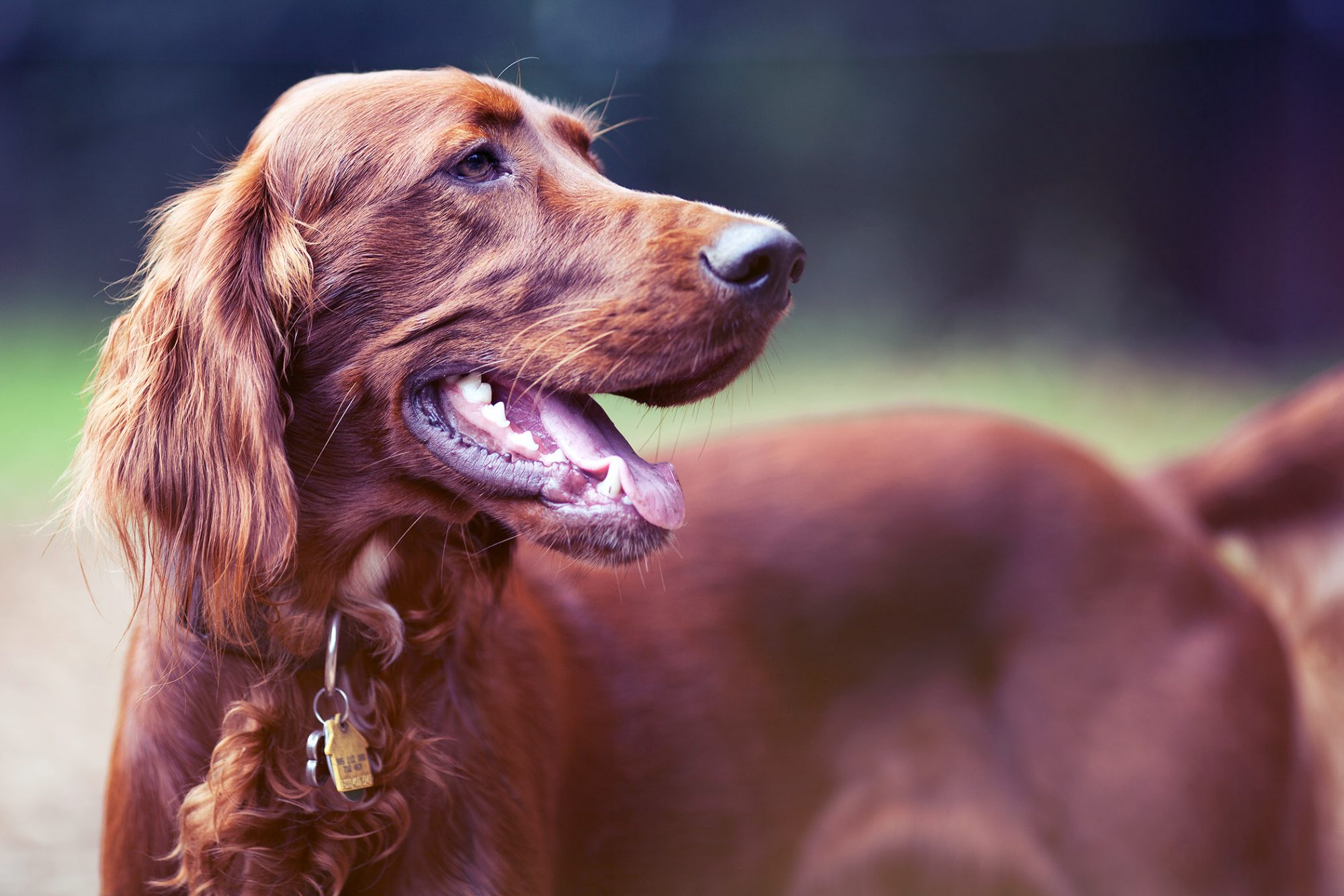 アイリッシュ・セター - Irish-Setter