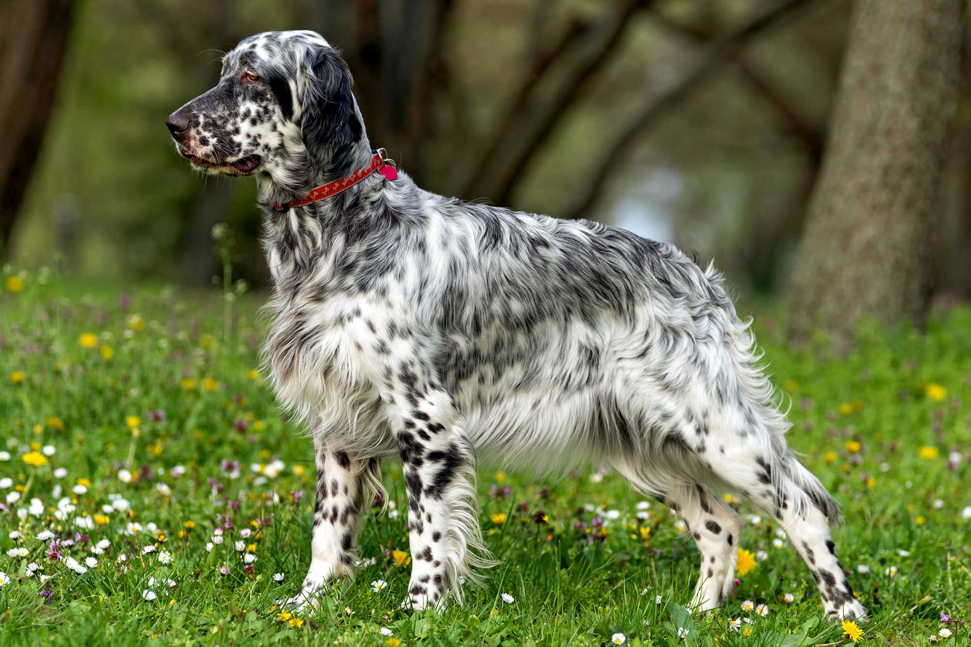 イングリッシュ・セター - English-Setter