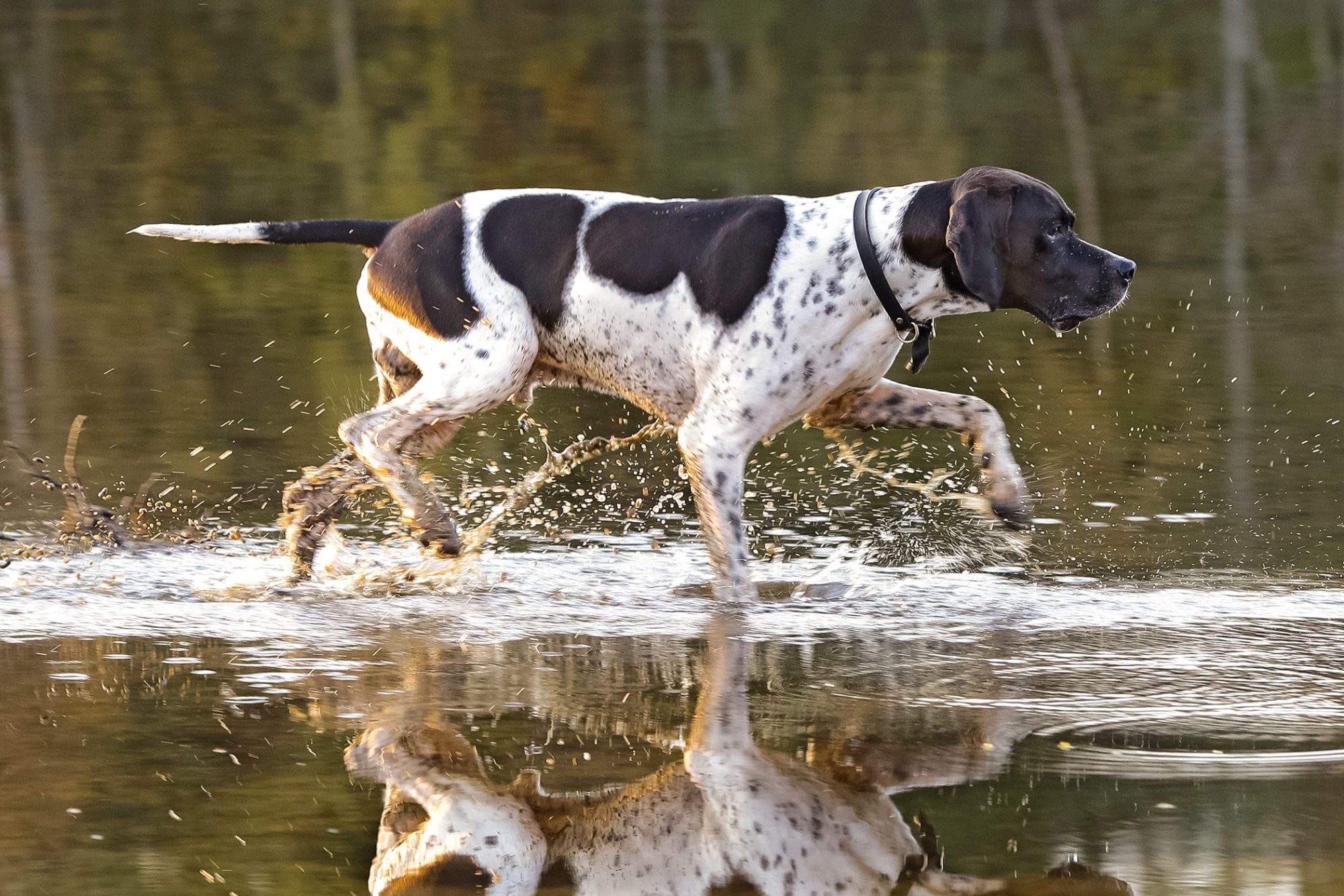 イングリッシュ・ポインター - English-Pointer