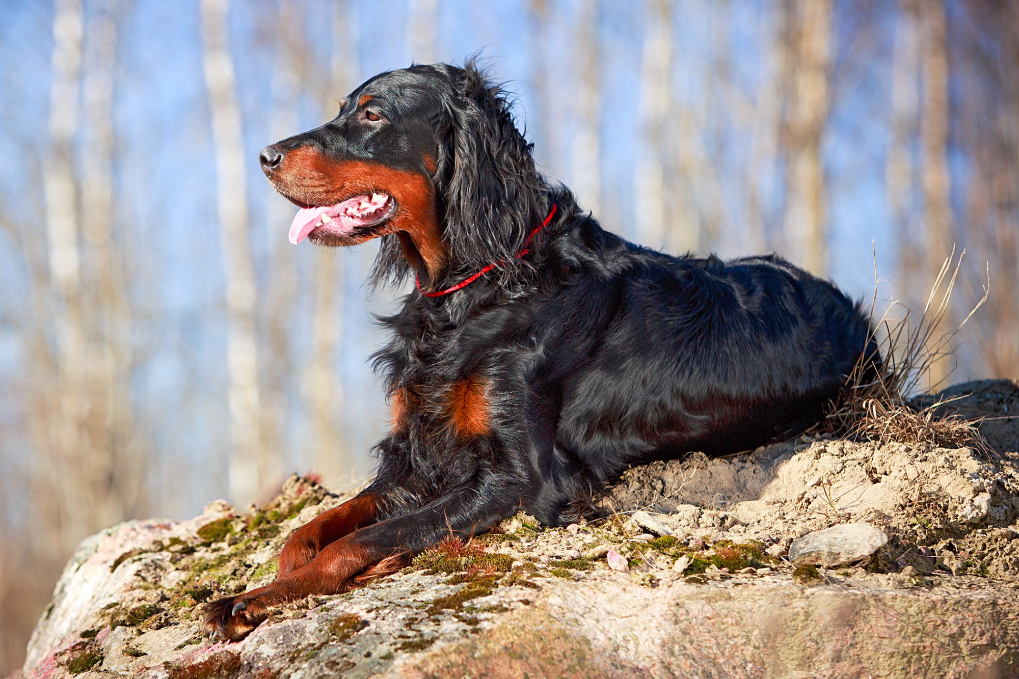 ゴードン・セター - Gordon-Setter