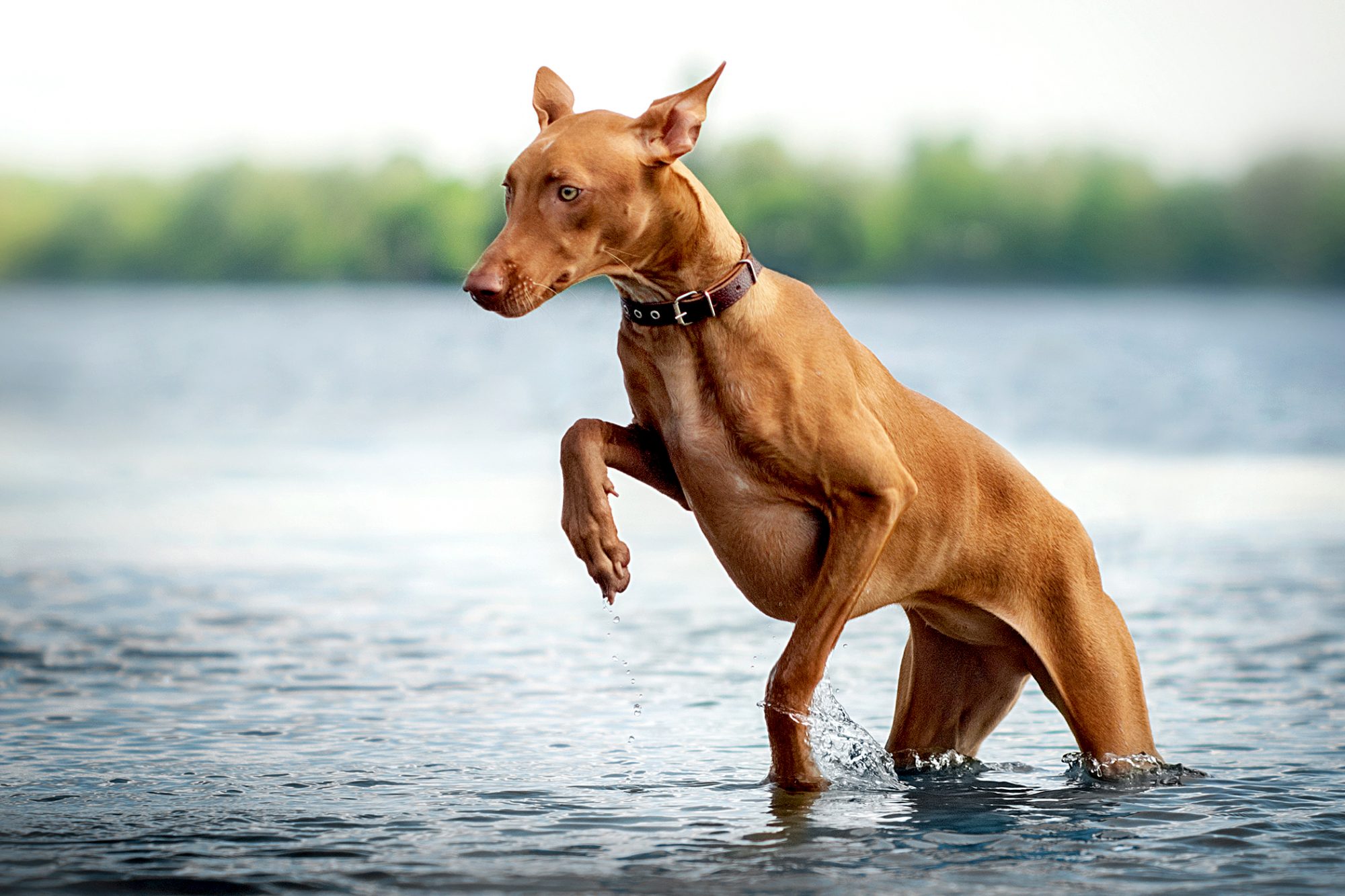 ファラオ・ハウンド - Pharaoh-Hound