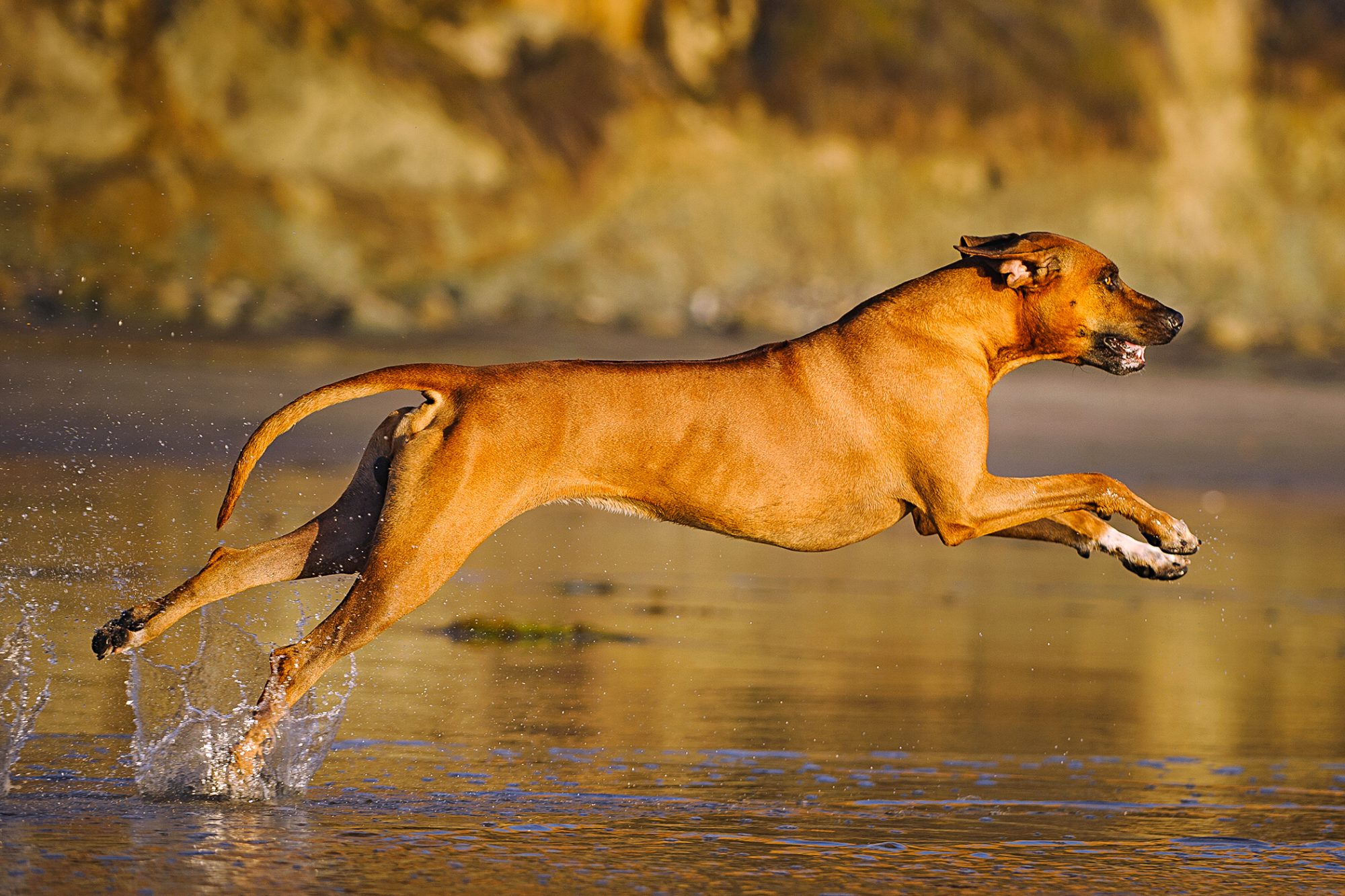 ローデシアン・リッジバック - Rhodesian-Ridgeback