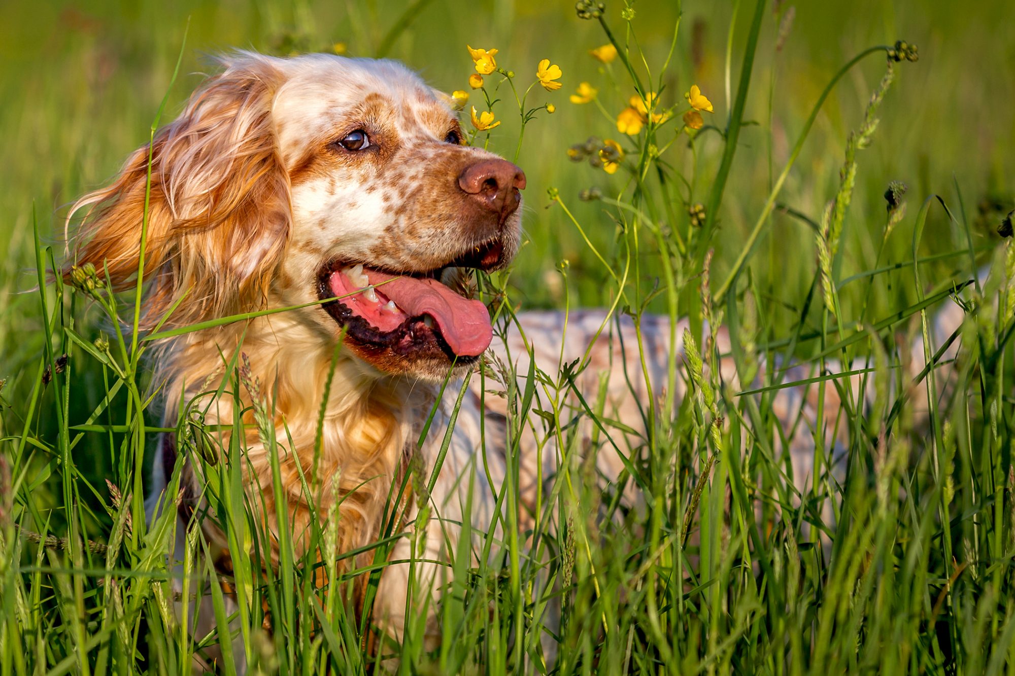 イングリッシュ・セター - English-Setter