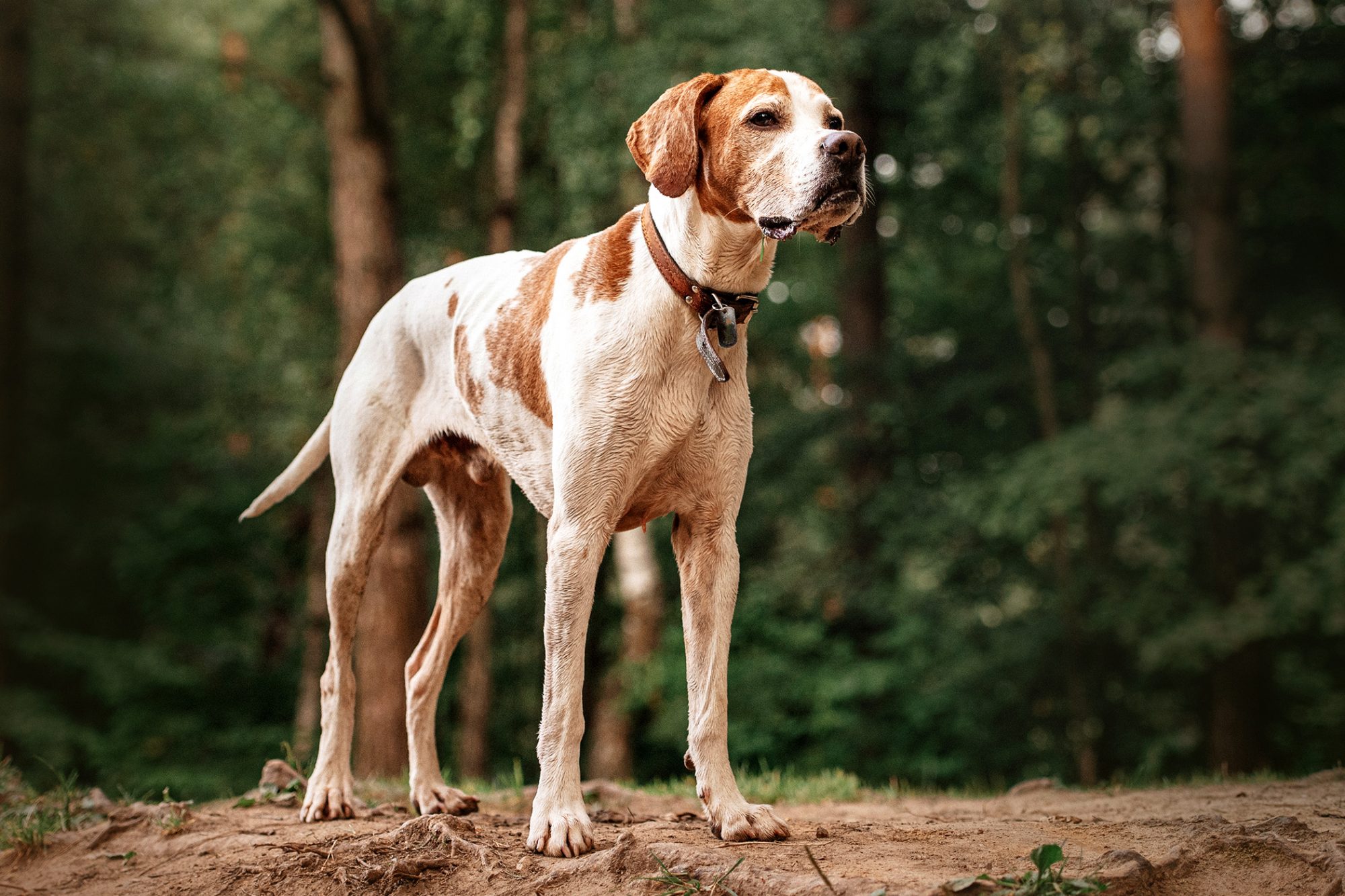 イングリッシュ・ポインター - English-Pointer