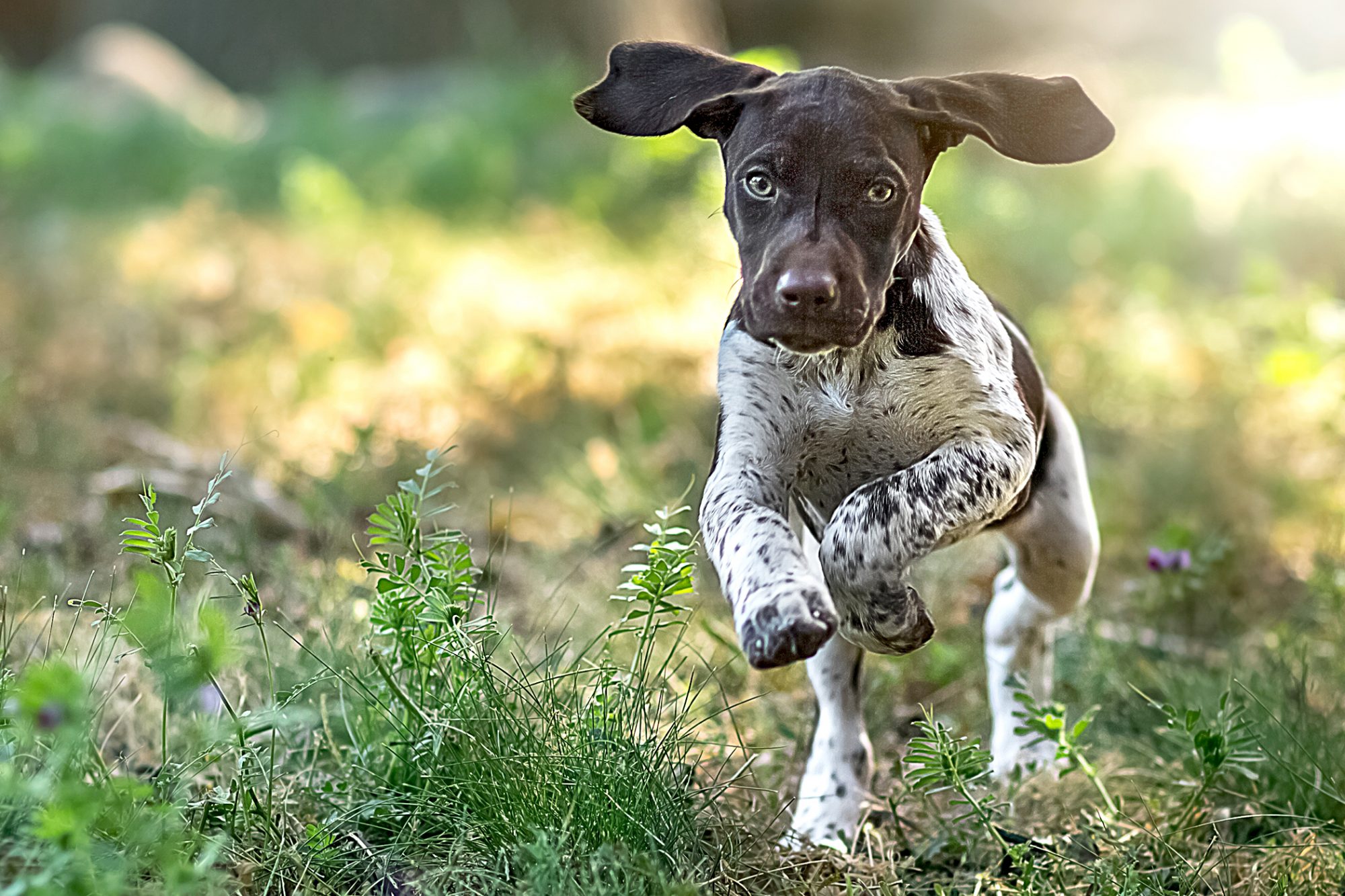 ジャーマン・ショートヘアード・ポインター - German-Shorthaired-Pointer