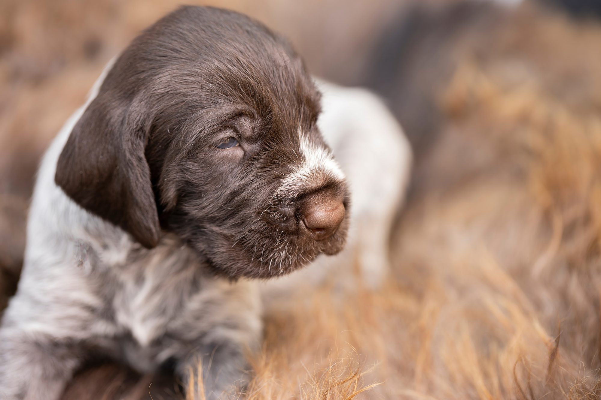 ジャーマン・ワイアーヘアード・ポインター - German-Wirehaired-Pointer