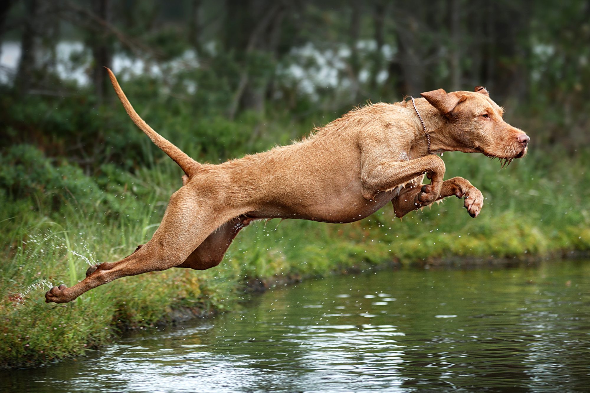 ショートヘアード・ハンガリアン・ビズラ - Short-Haired-Hungarian-Vizsla