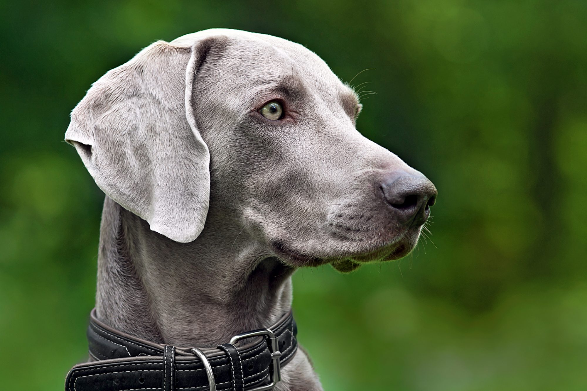 ワイマラナー - Weimaraner