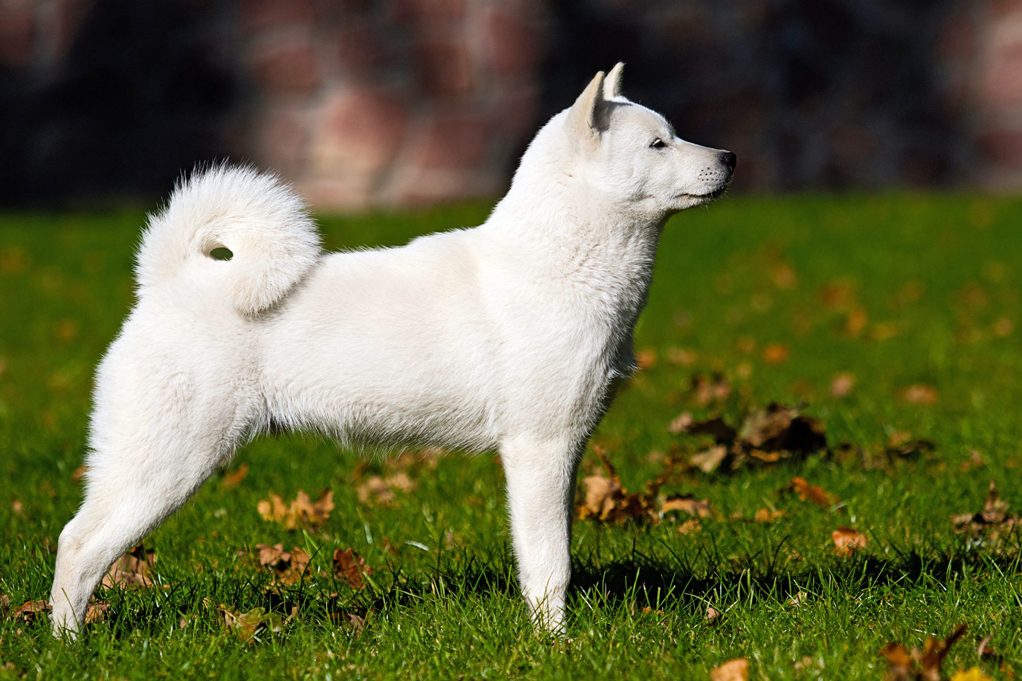 北海道犬 - Hokkaido
