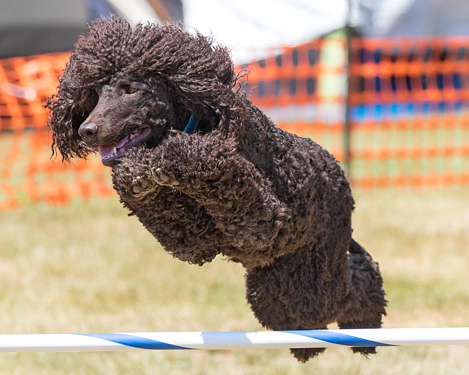 アイリッシュ・ウォーター・スパニエル - Irish-Water-Spaniel