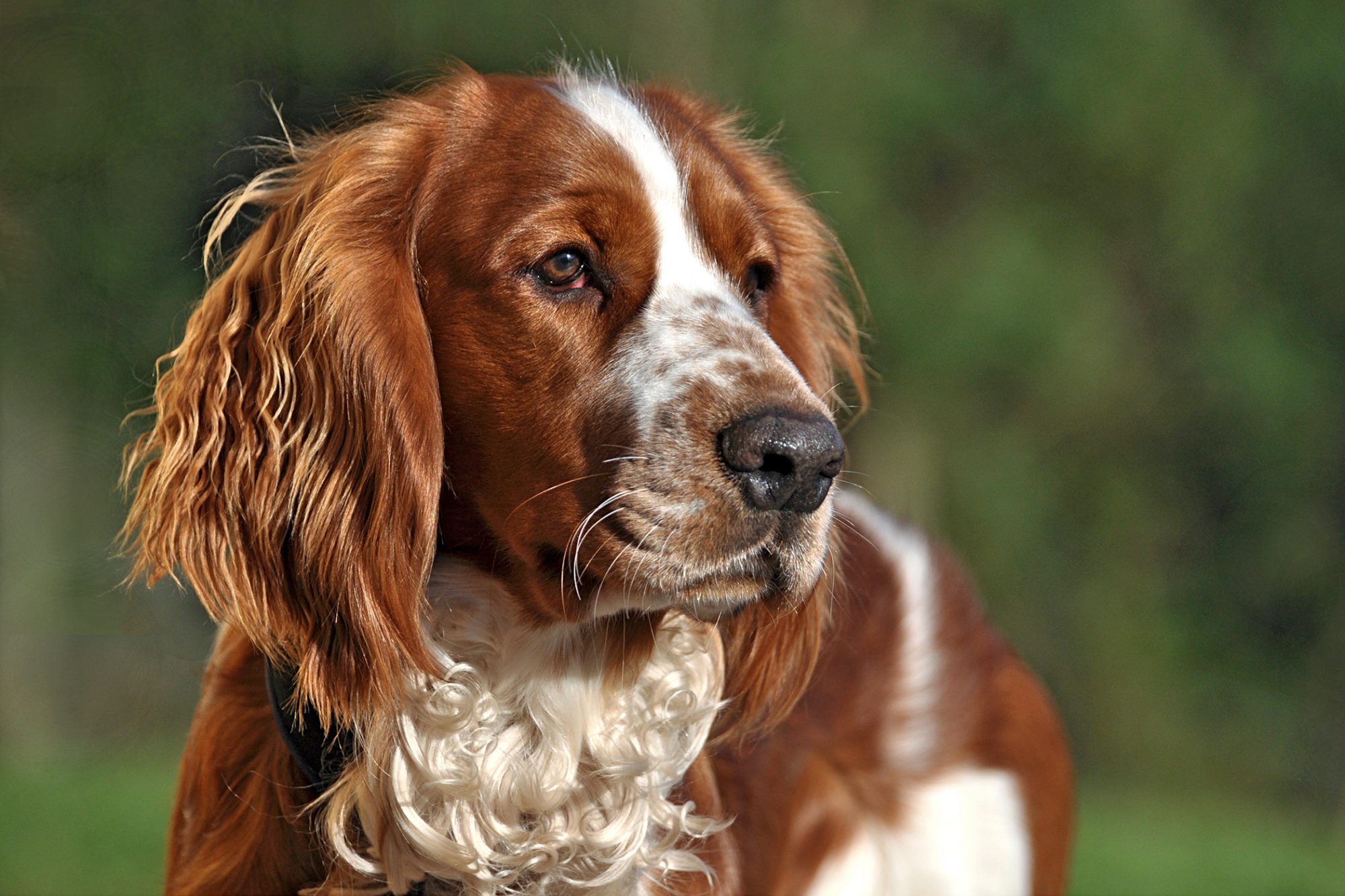 ウェルシュ・スプリンガー・スパニエル-Welsh-Springer-Spaniel