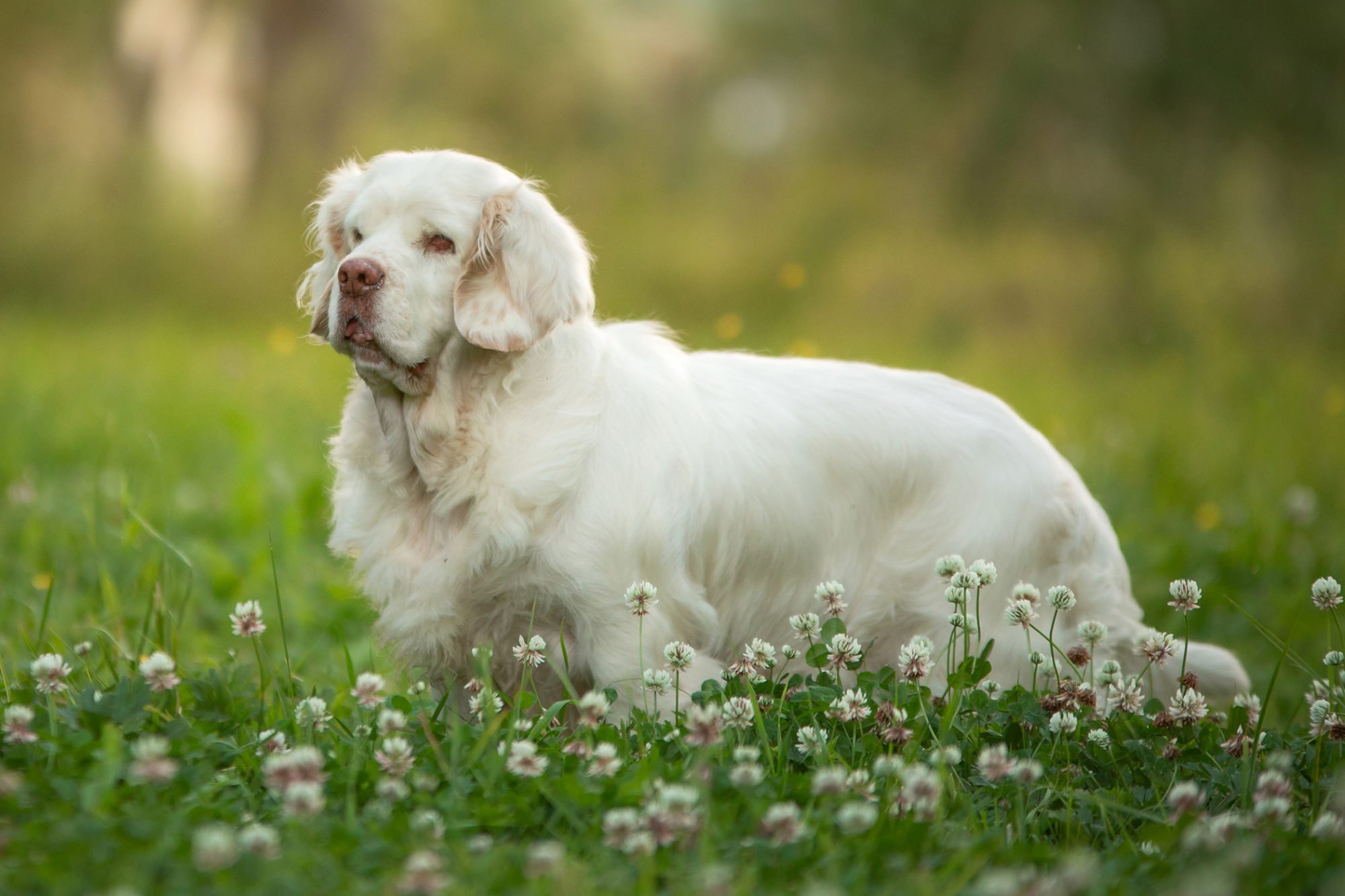 クランバー・スパニエル-Clumber-Spaniel