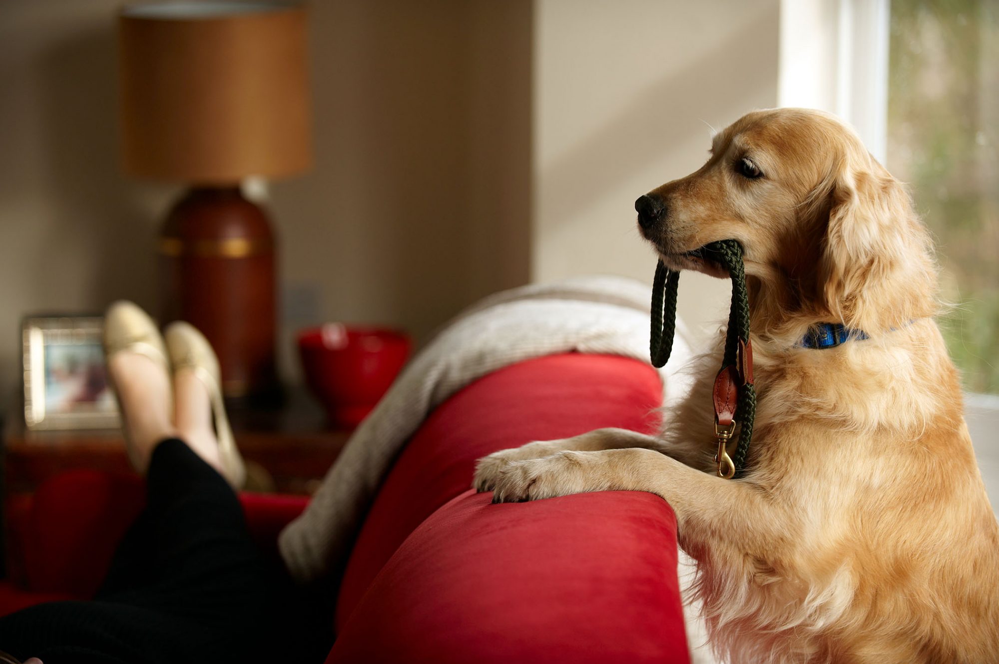 ゴールデン・レトリーバー-Golden-Retriever