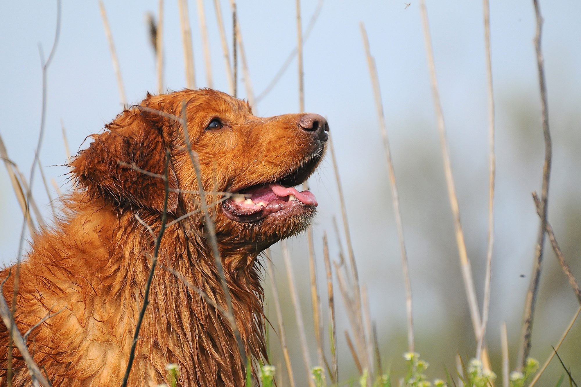 ノヴァ・スコシア・ダック・トーリング・レトリーバー-Nova-Scotia-Duck-Tolling-Retriever
