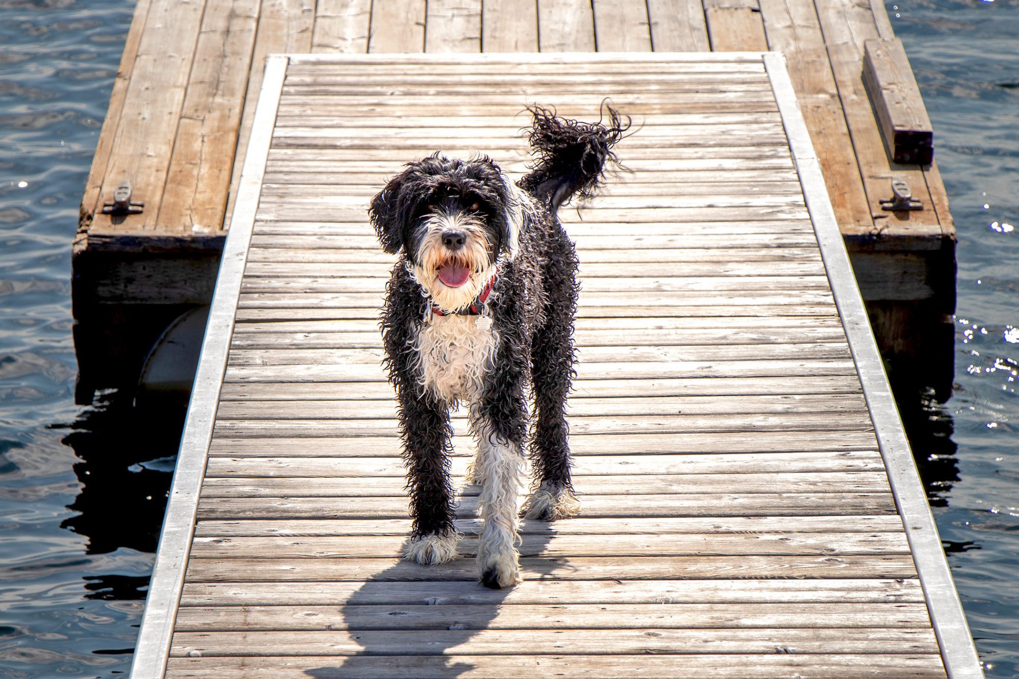 ポーチュギ－ズ・ウォーター・ドッグ-Portuguese-Water-Dog