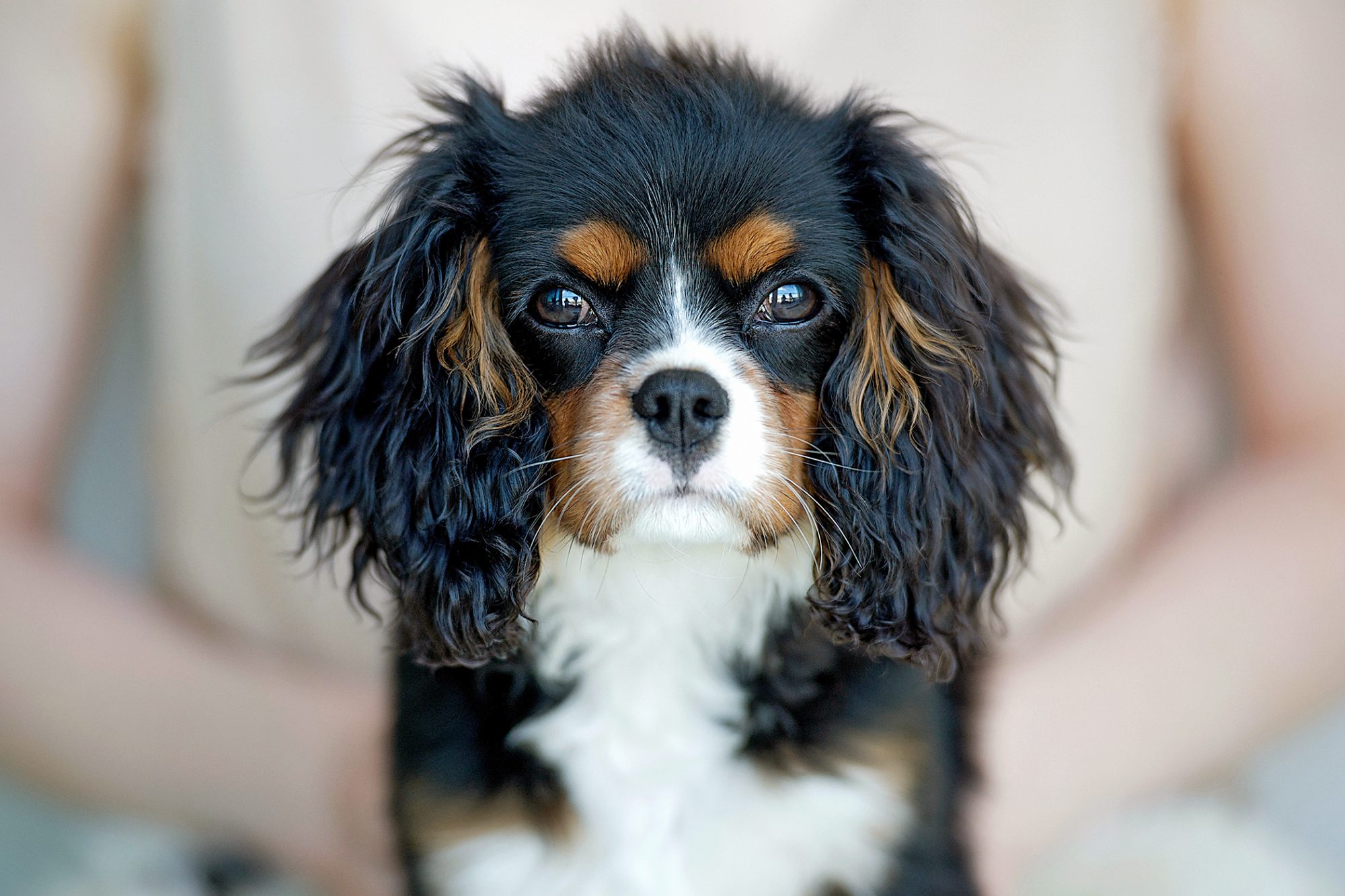 キャバリア・キング・チャールズ・スパニエル-Cavalier-King-Charles-Spaniel
