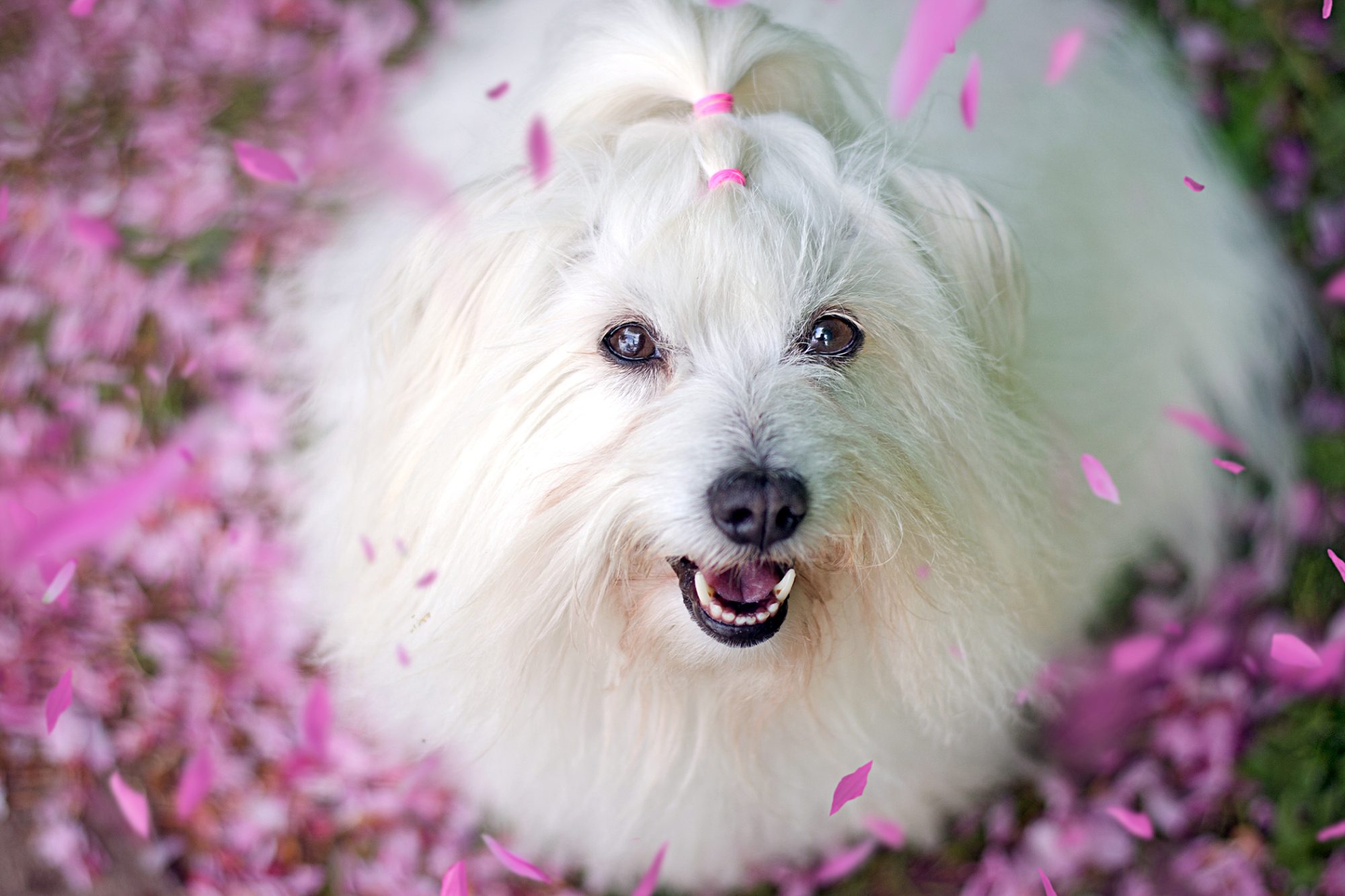 コトン・ド・テュレアール-Coton-De-Tulear