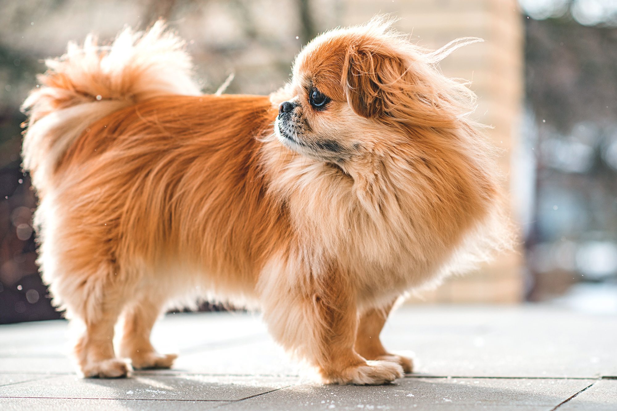 チベタン・スパニエル-Tibetan-Spaniel