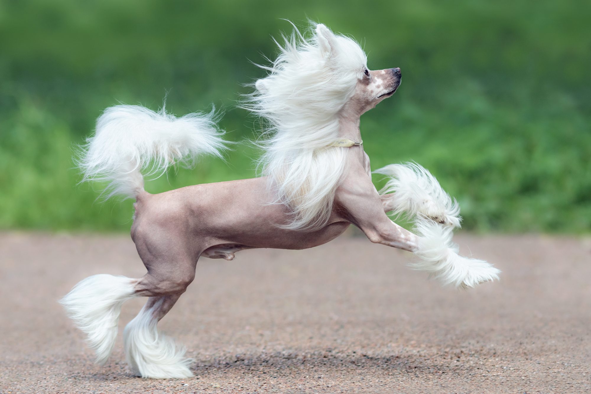 チャイニーズ・クレステッド・ドッグ-Chinese-Crested-Dog