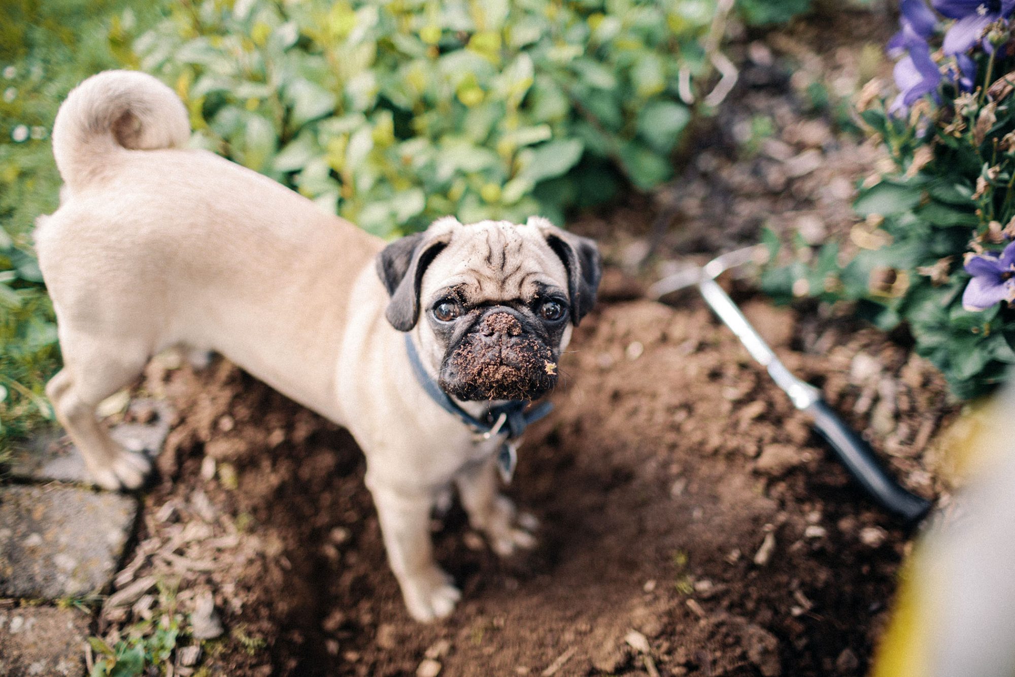 パグ-Pug