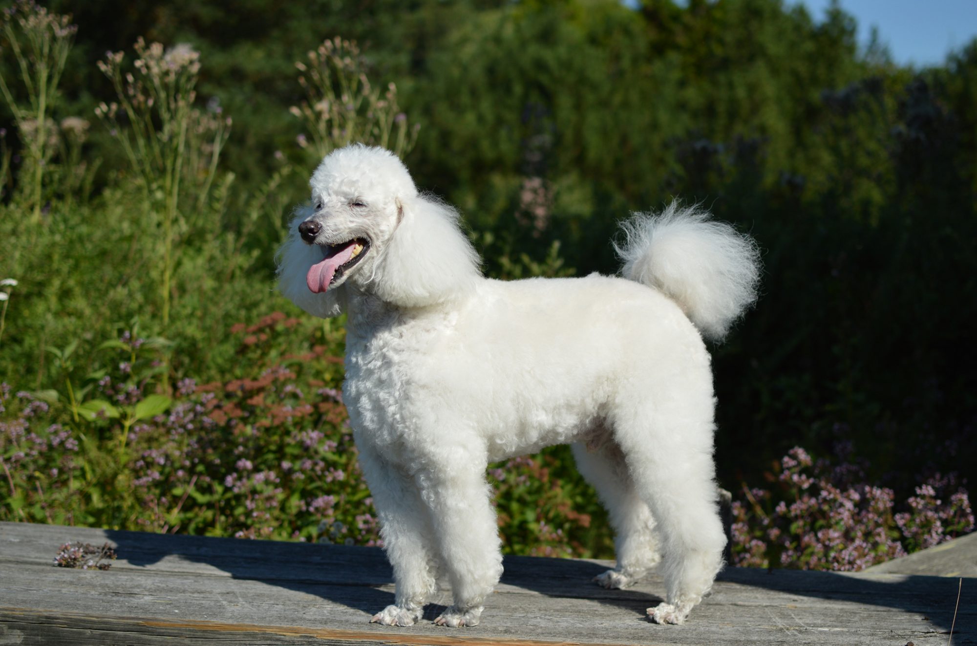 プードル-Poodle