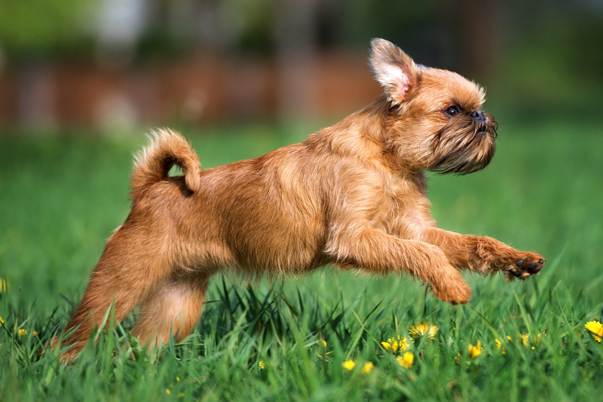 ブリュッセル・グリフォン-Brussels-Griffon