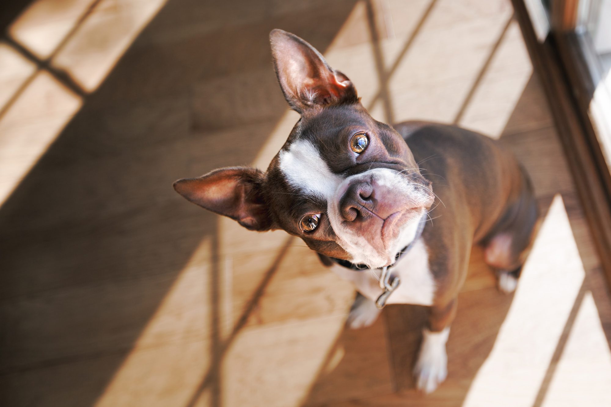 ボストン・テリア-Boston-Terrier