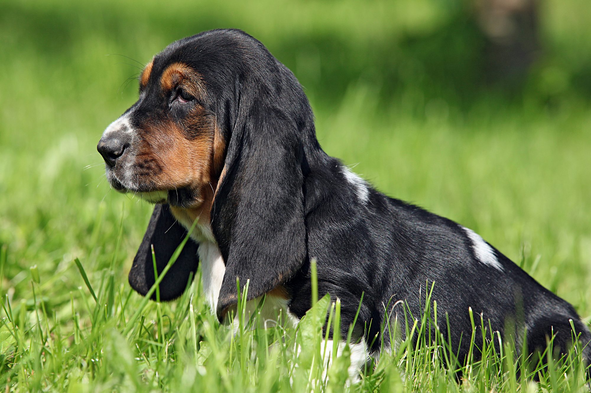 バセット・ハウンド - Basset-Hound