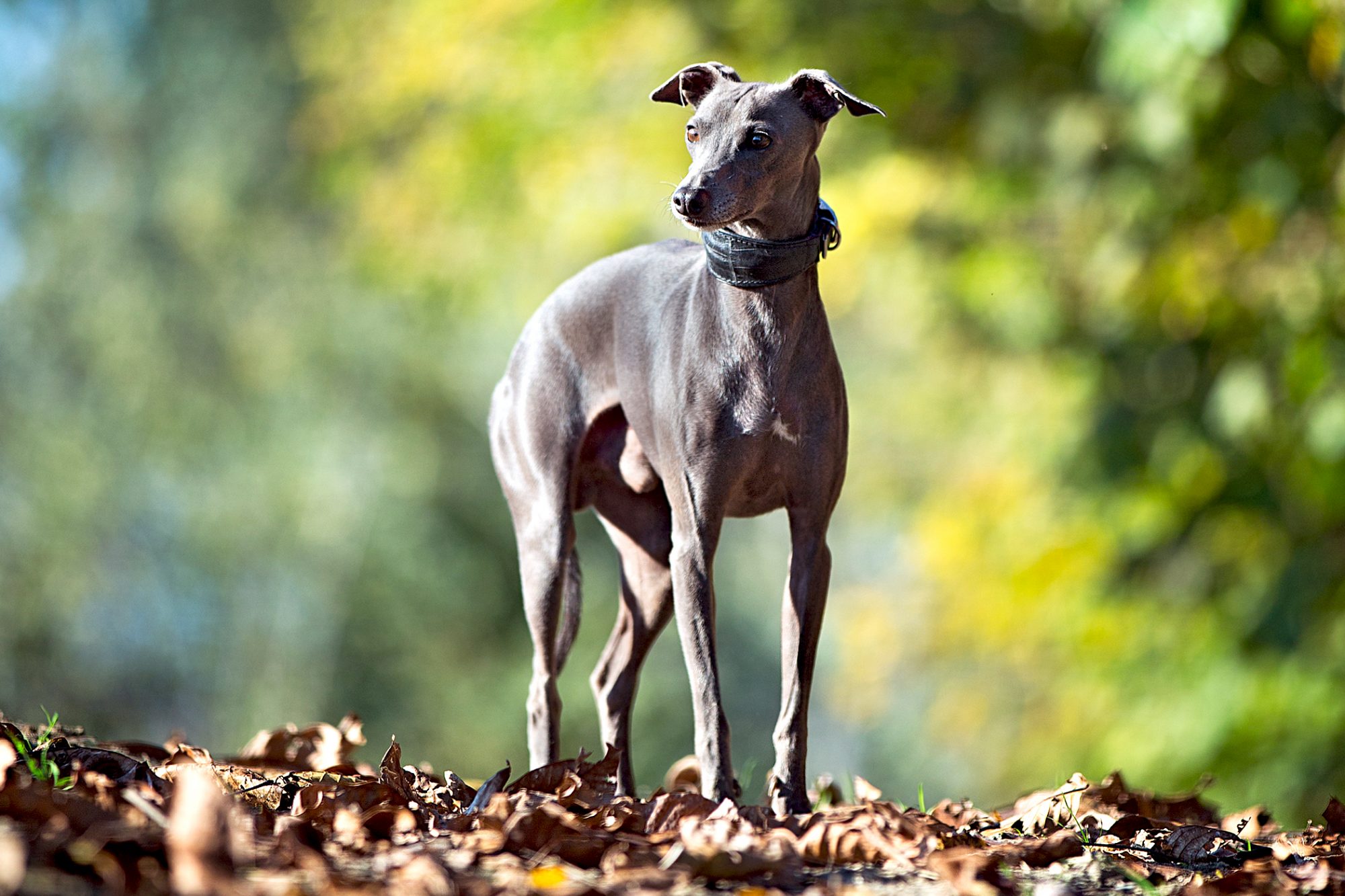 イタリアン・グレーハウンド-Italian-Greyhound