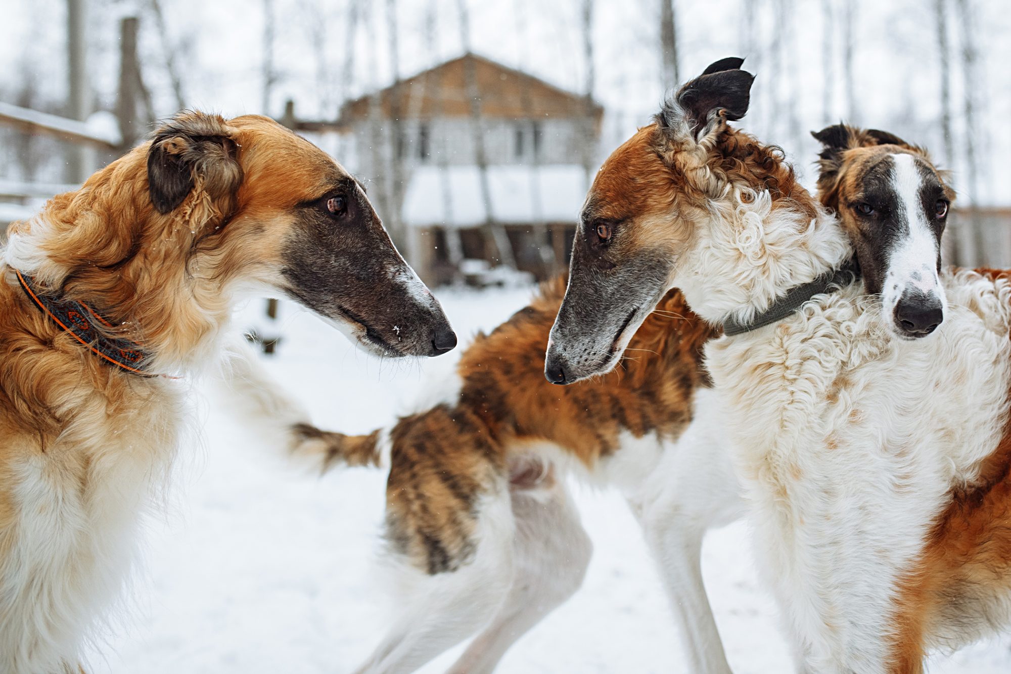 ボルゾイ-Borzoi