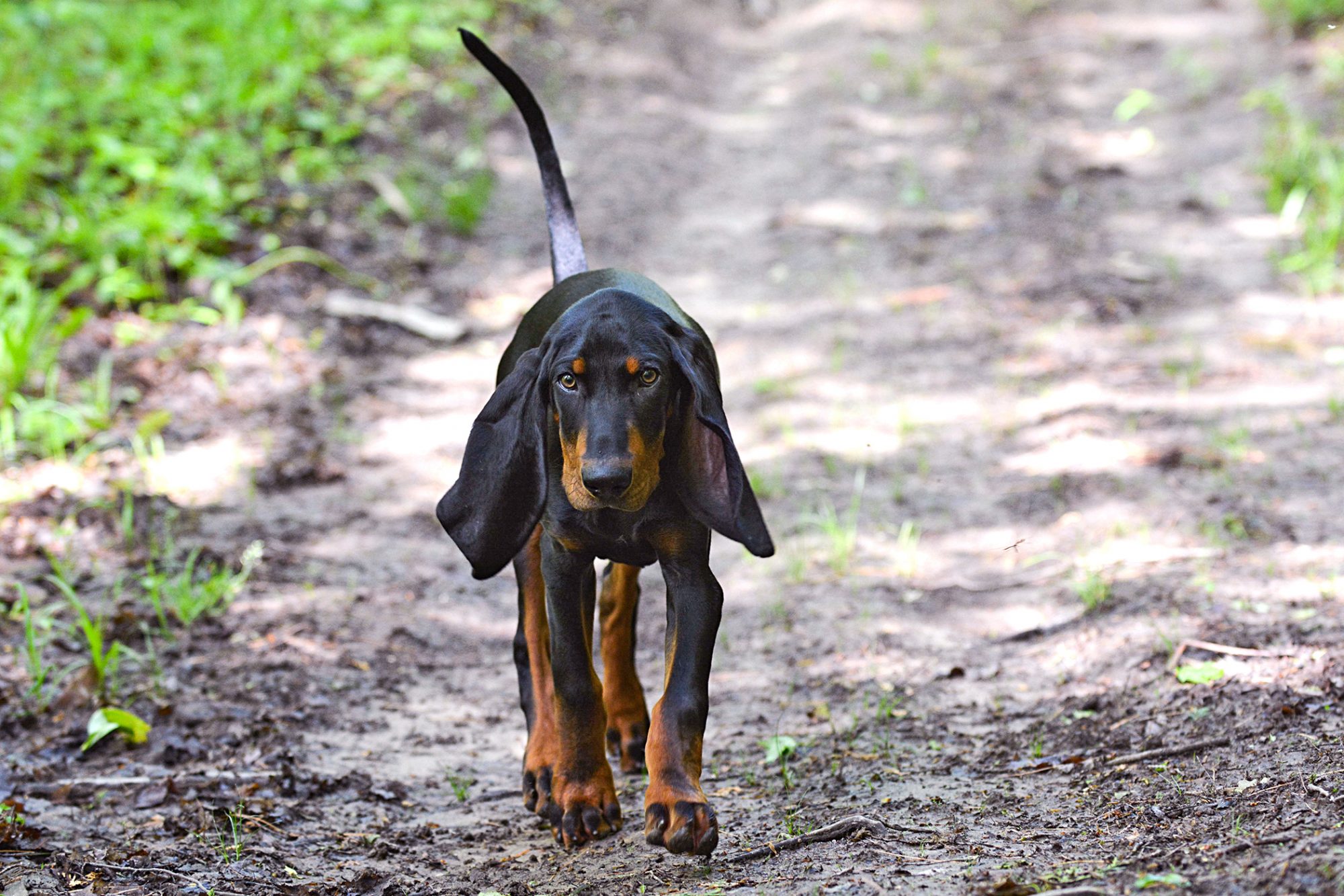 ブラック・アンド・タン・クーンハウンド - Black-And-Tan-Coonhound