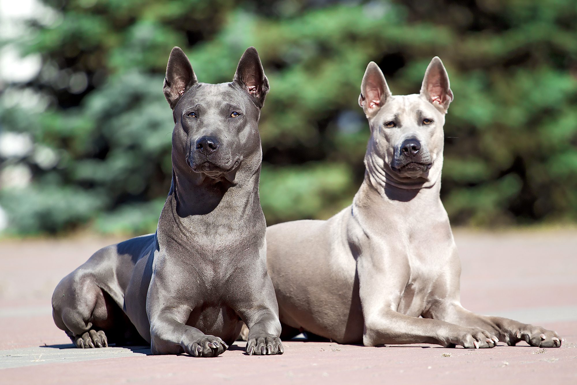 タイ・リッジバック・ドッグ - Thai-ridgeback-Dog