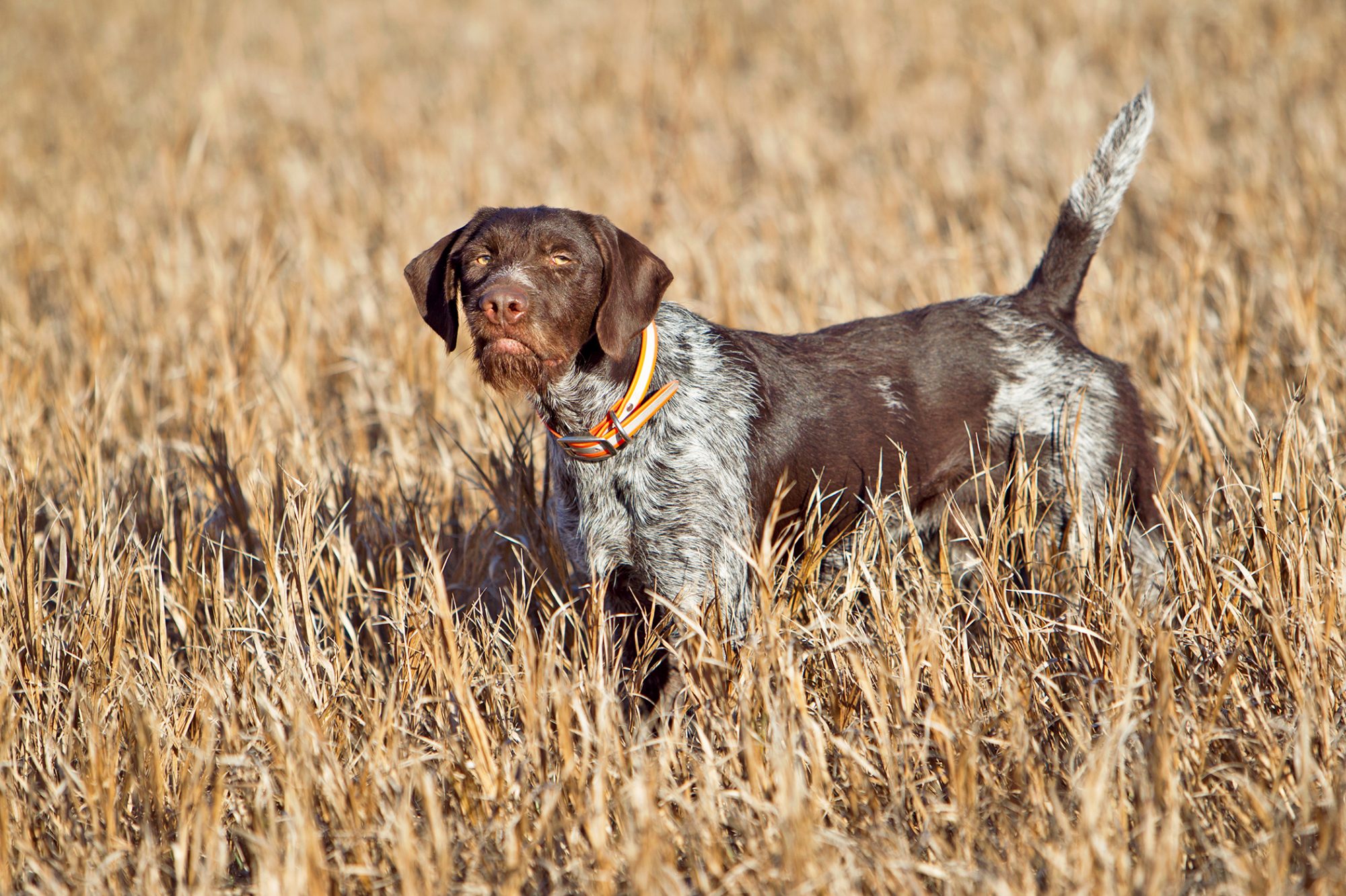 ジャーマン・ワイアーヘアード・ポインター - German-Wirehaired-Pointer