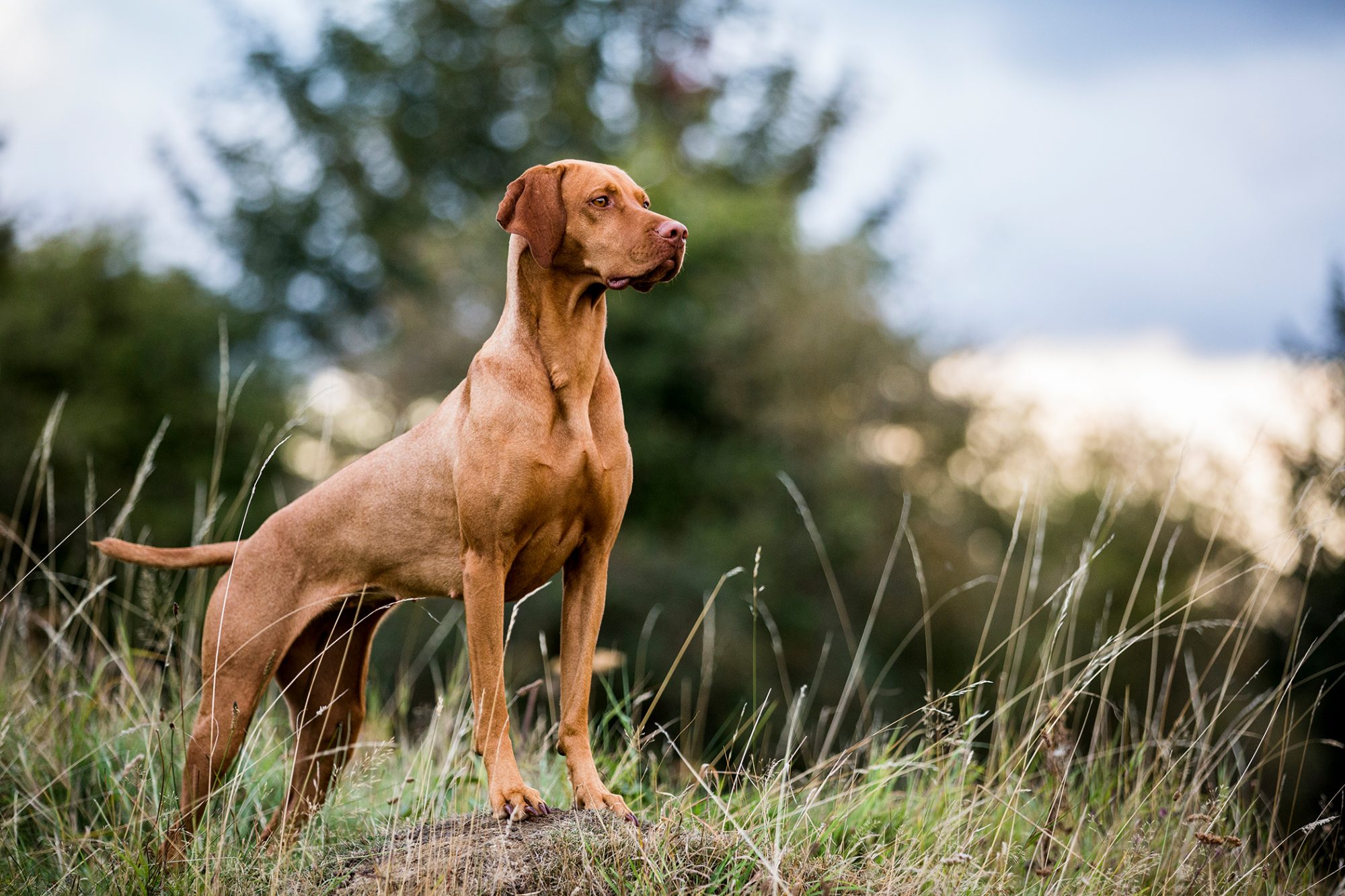 ショートヘアード・ハンガリアン・ビズラ - Short-Haired-Hungarian-Vizsla
