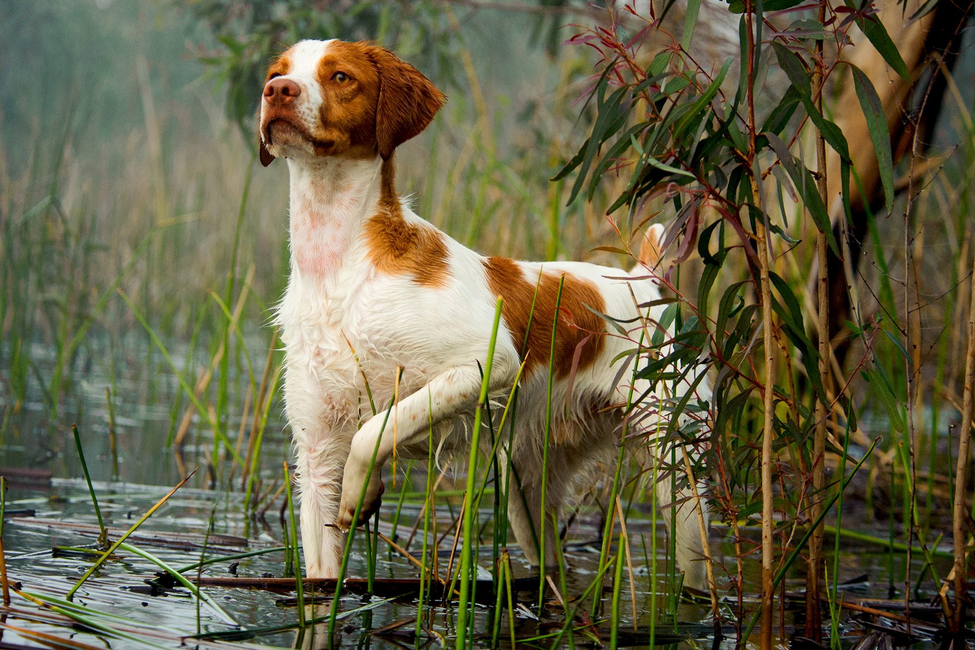 ブリタニー・スパニエル - Brittany-Spaniel