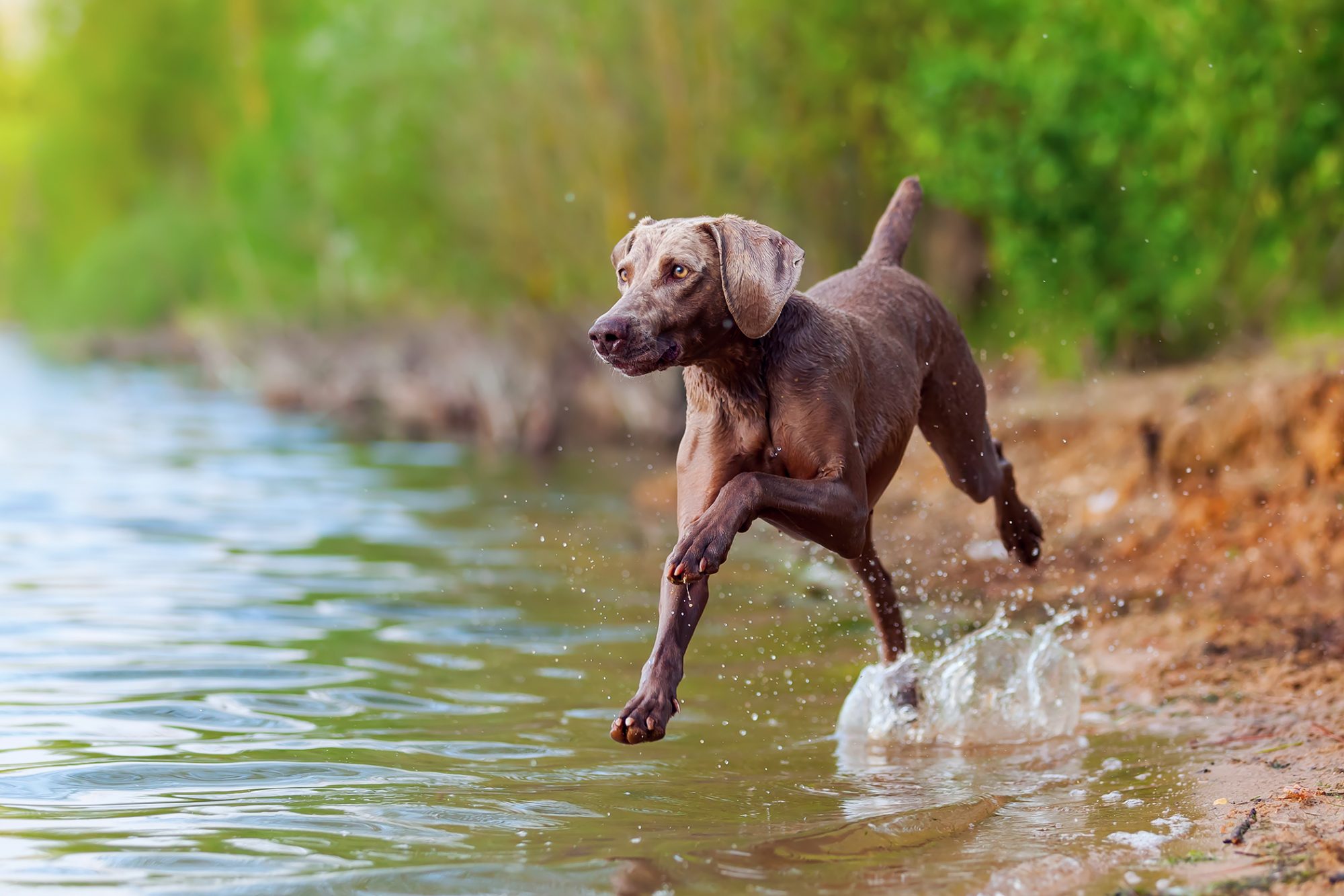 ワイマラナー - Weimaraner