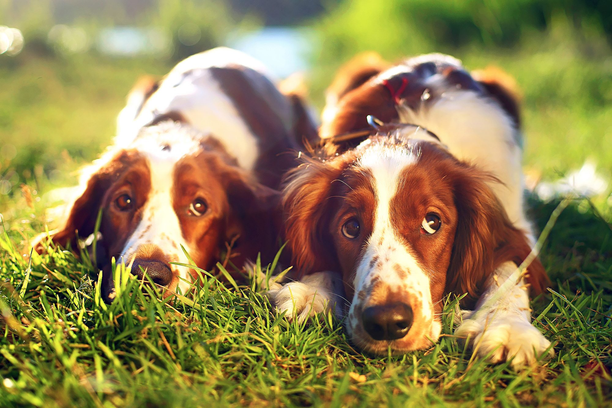 ウェルシュ・スプリンガー・スパニエル-Welsh-Springer-Spaniel