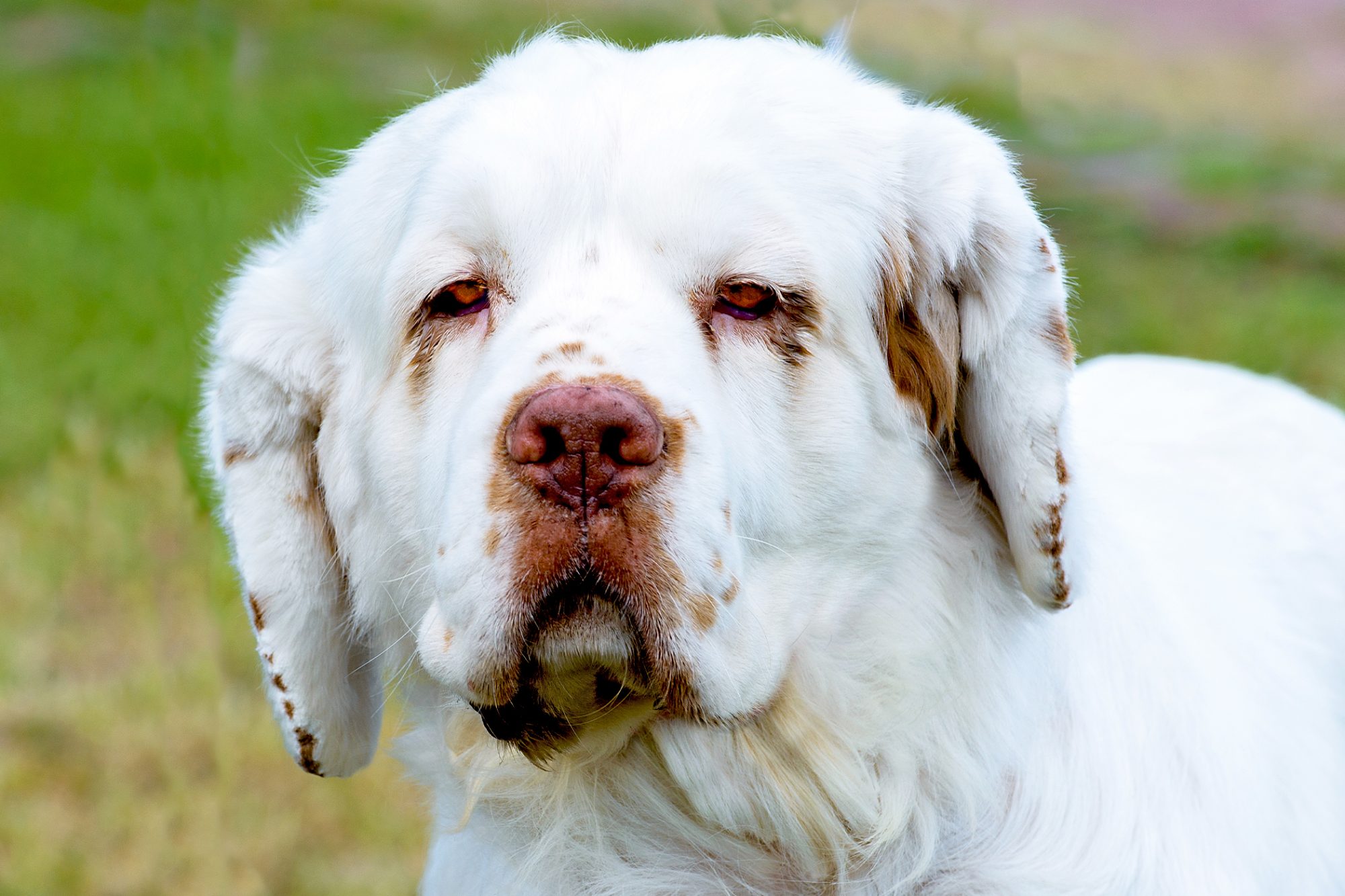 クランバー・スパニエル-Clumber-Spaniel