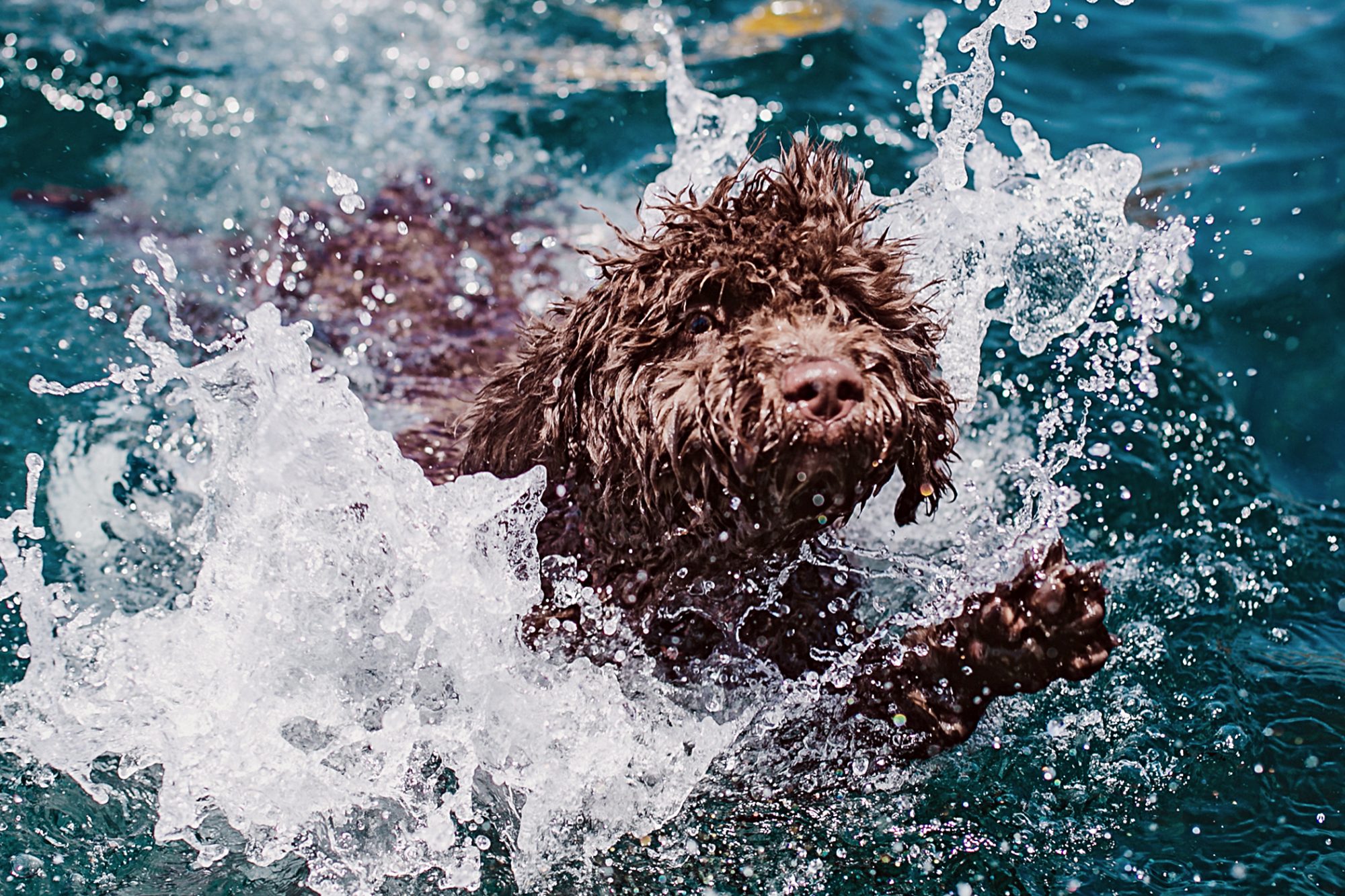 スパニッシュ・ウォーター・ドッグ-Spanish-Water-Dog