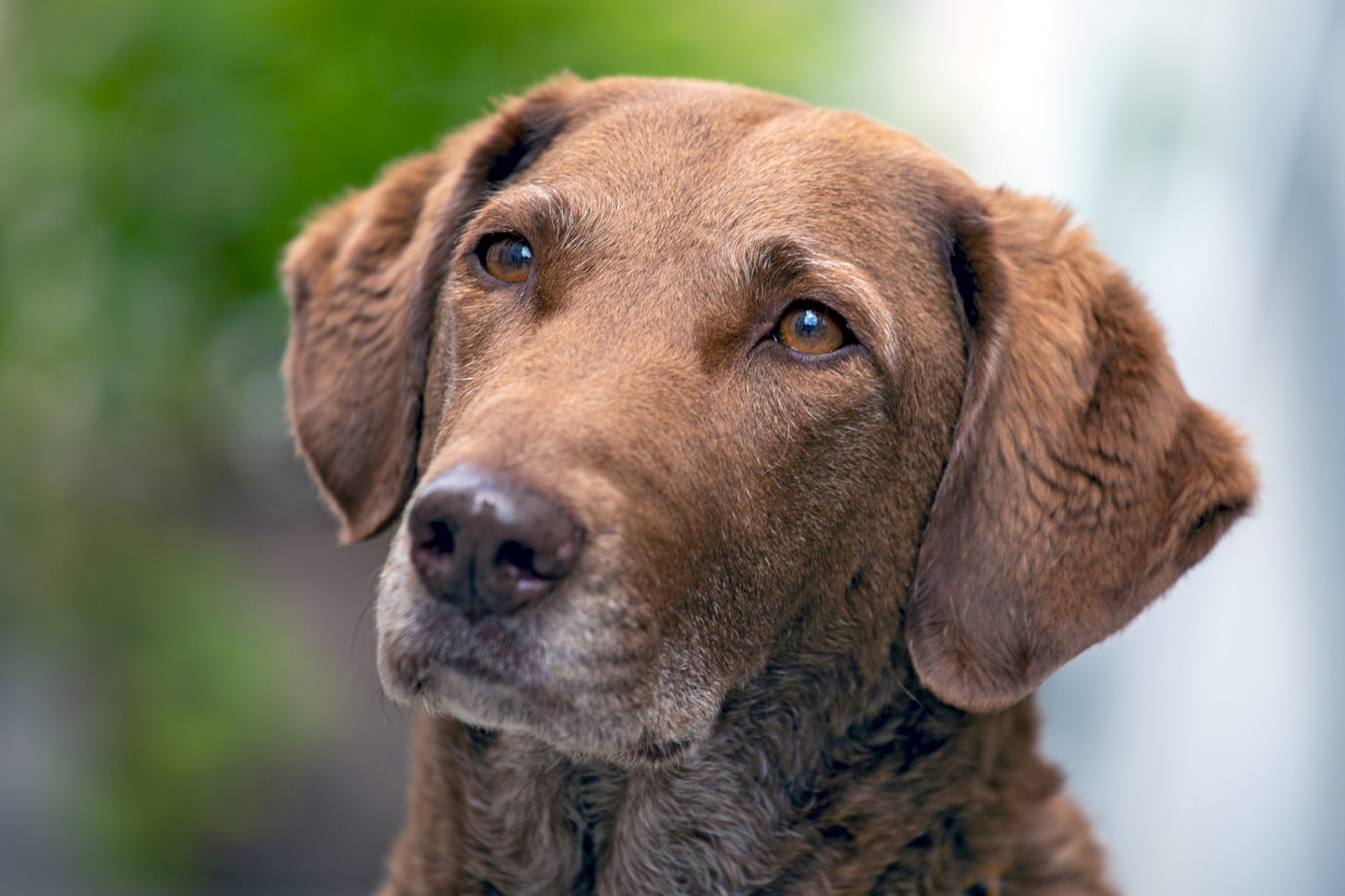 チェサピーク・ベイ・レトリーバー-Chesapeake-Bay-Retriever