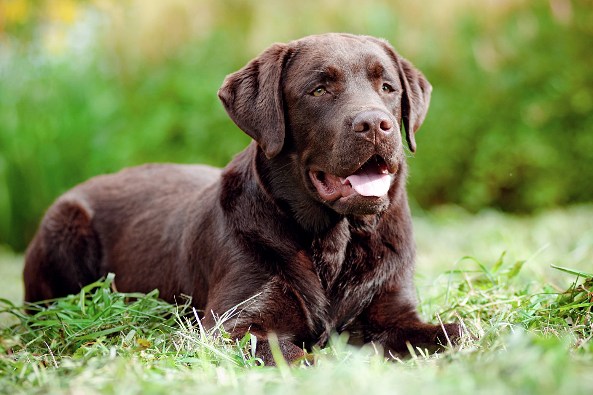 ラブラドール・レトリーバー-Labrador-Retriever