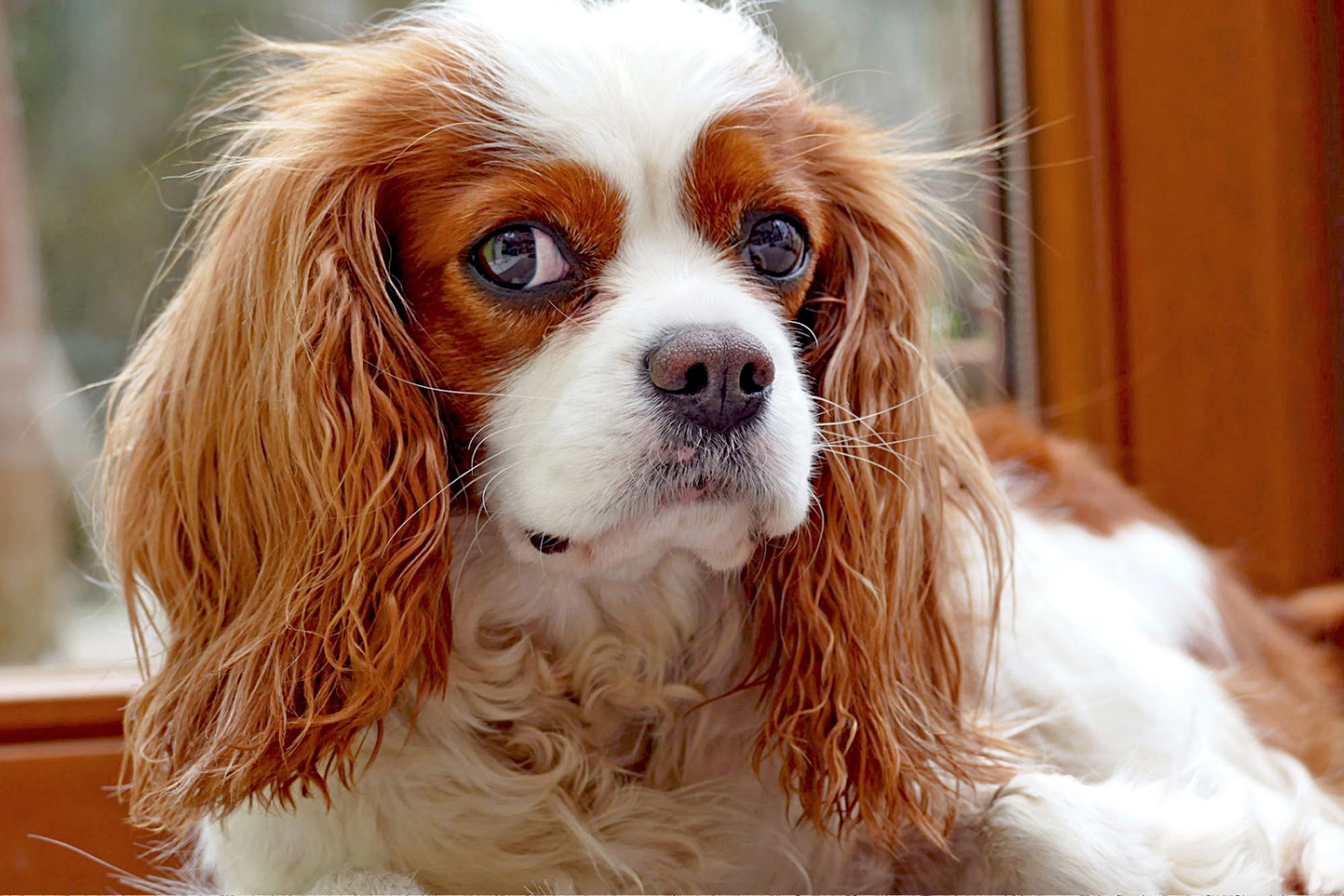 キャバリア・キング・チャールズ・スパニエル-Cavalier-King-Charles-Spaniel