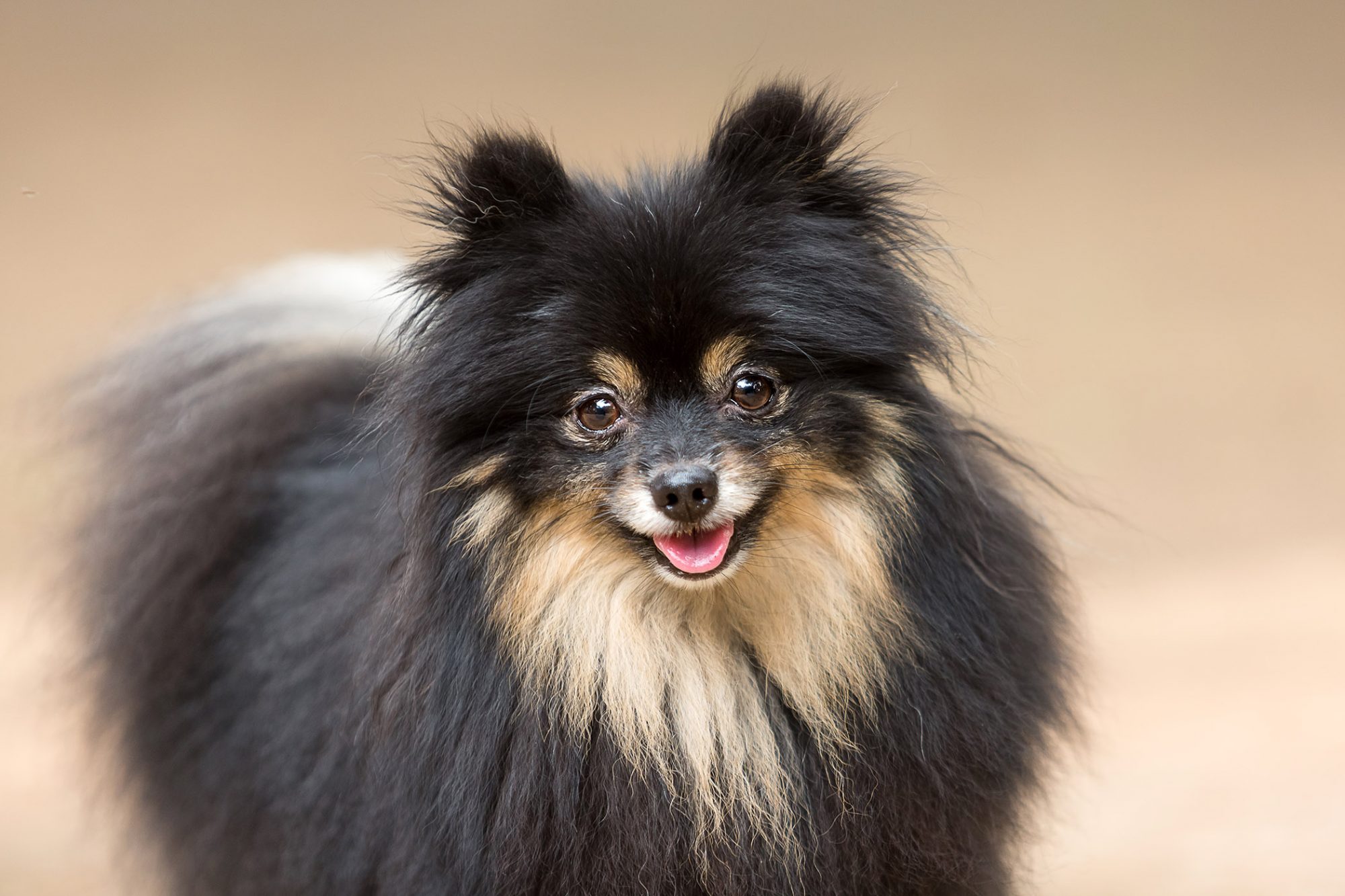 ポメラニアン - Pomeranian
