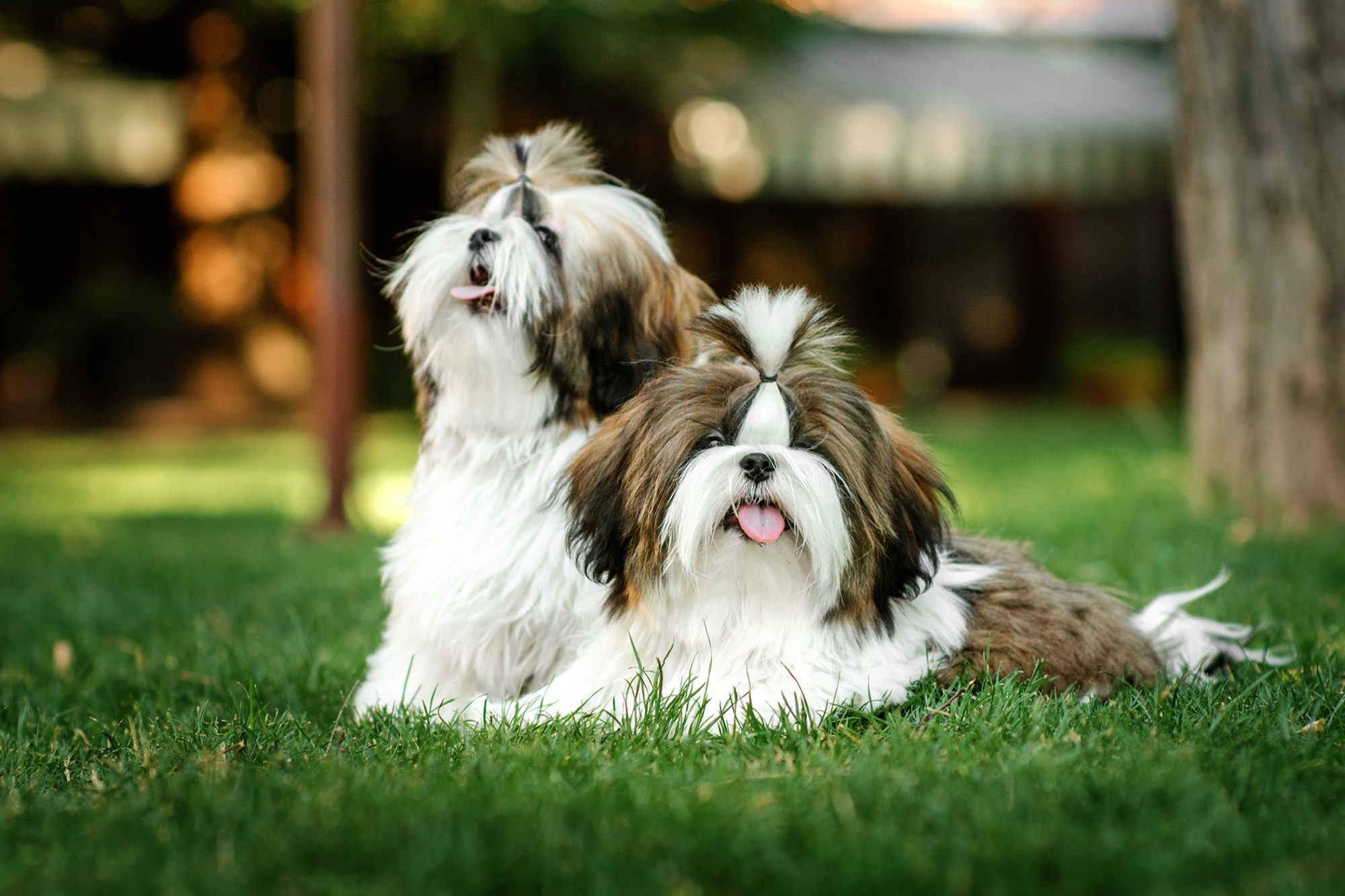 シー・ズー-Shih-Tzu