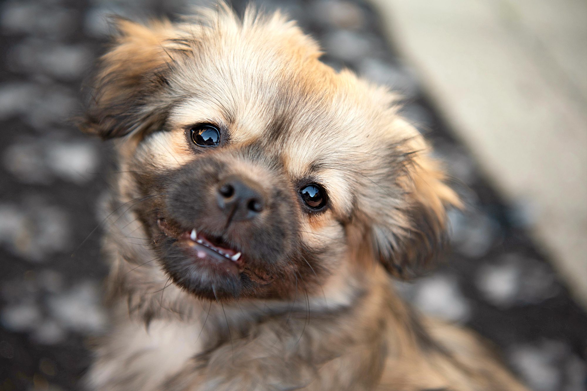 チベタン・スパニエル-Tibetan-Spaniel