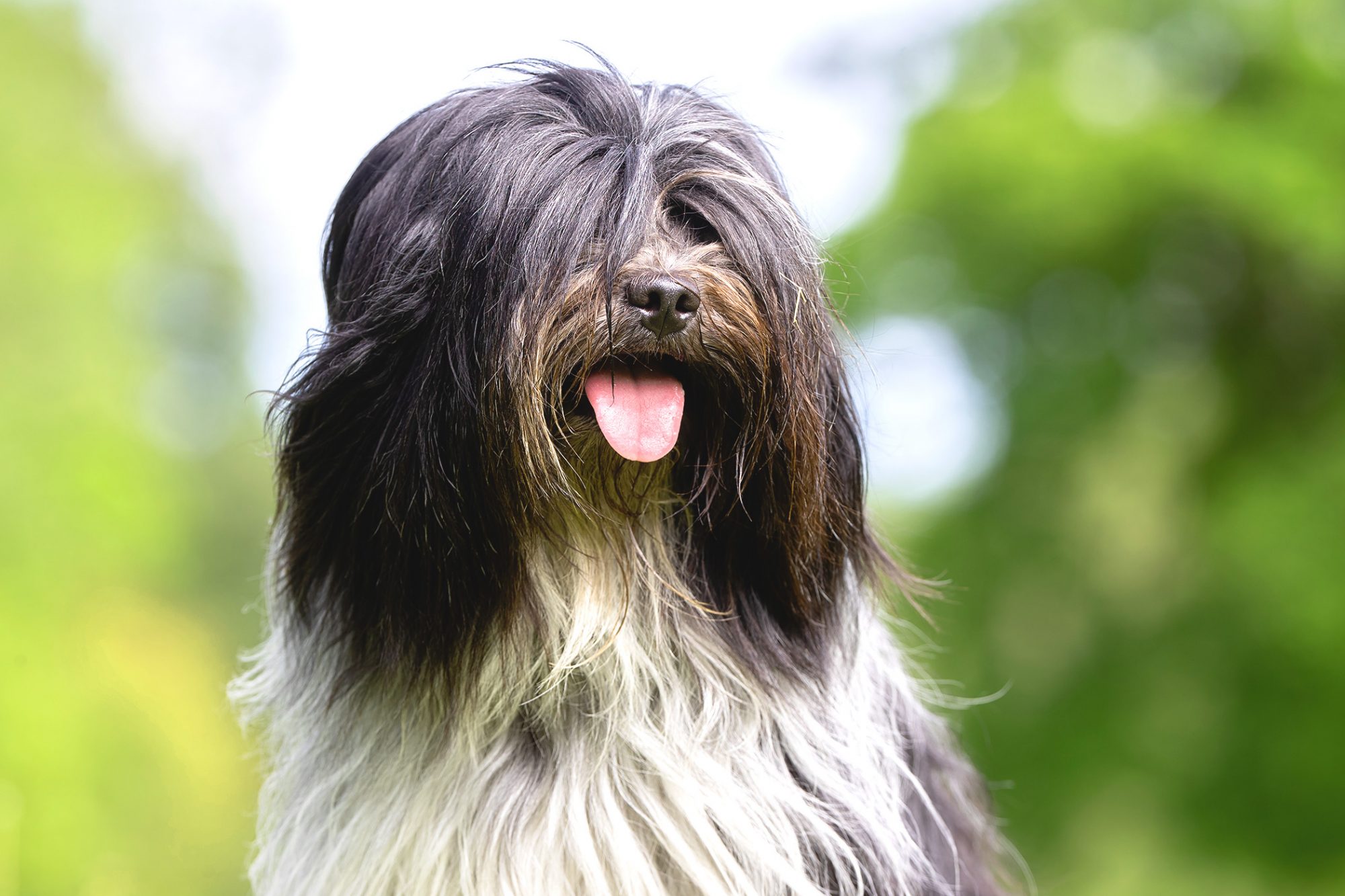 チベタン・テリア-Tibetan-Terrier