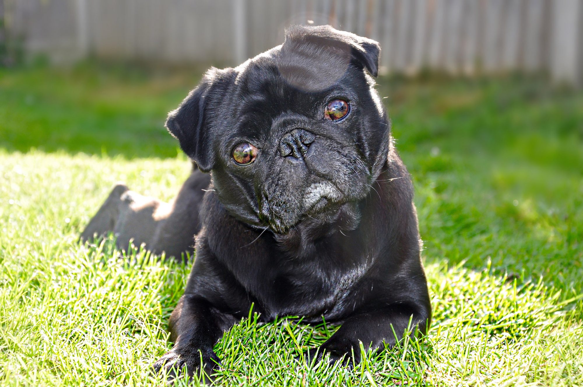 パグ-Pug
