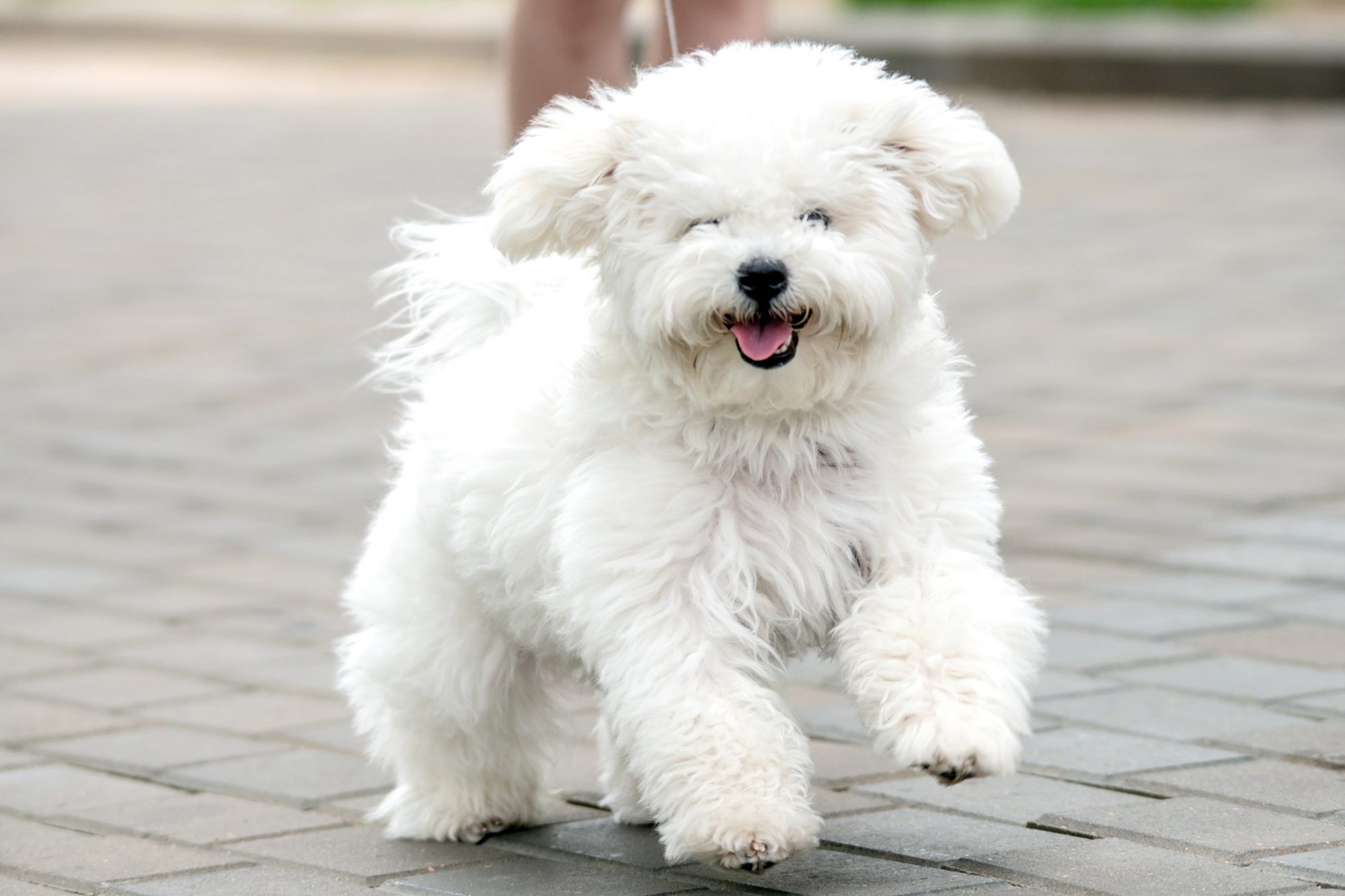 ビション・フリーゼ-Bichon-Frise