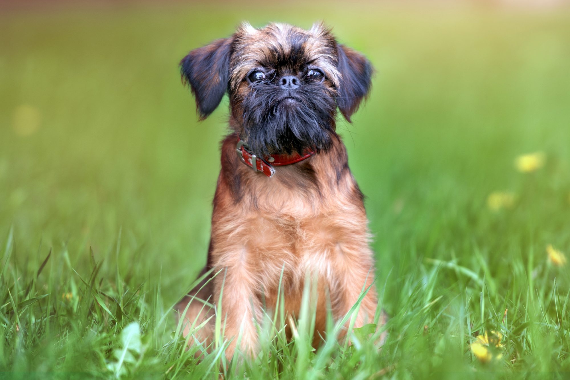 ブリュッセル・グリフォン-Brussels-Griffon